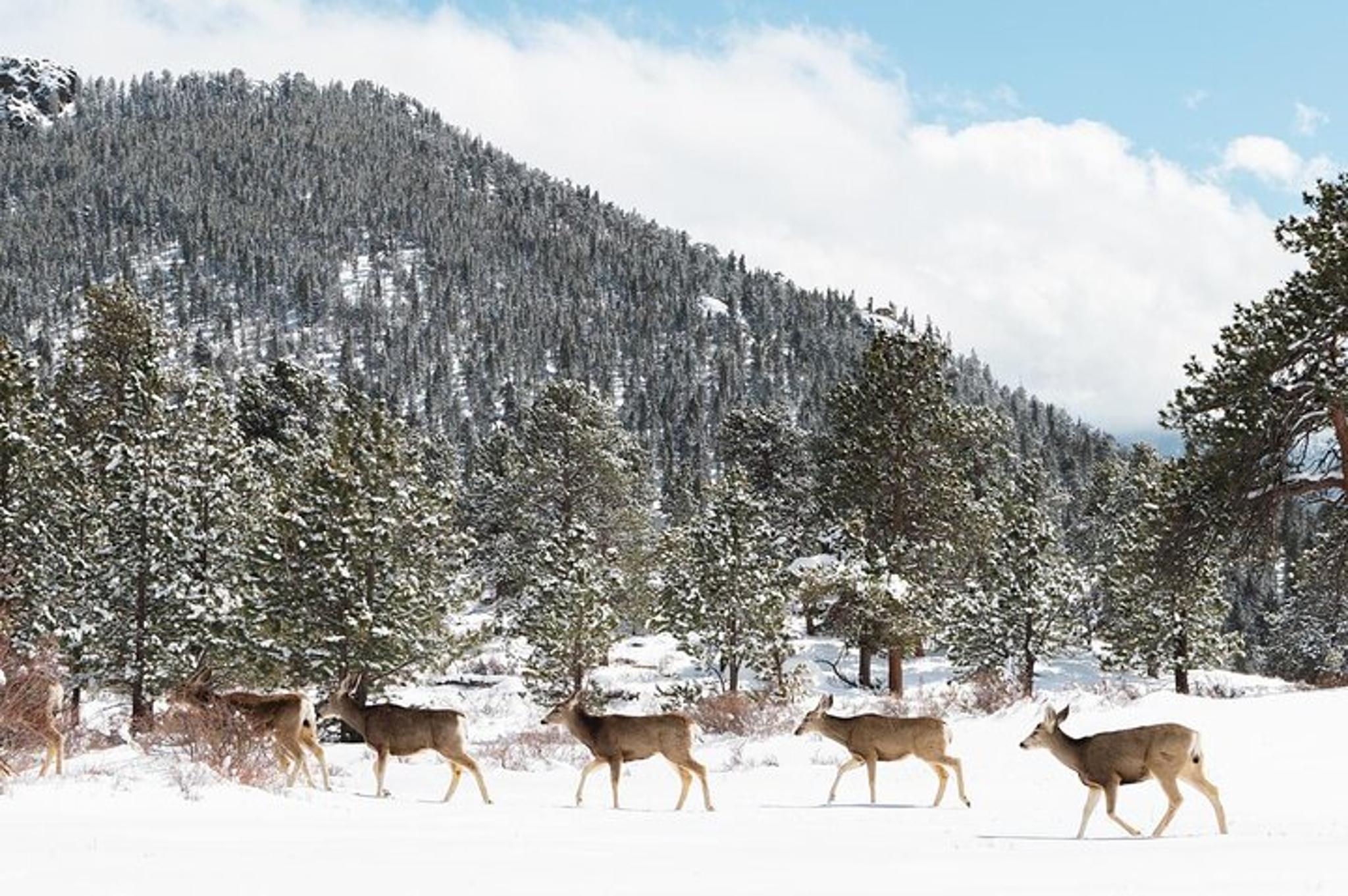 Estes Park Rocky Mountain National Park Private Tour - Image 6