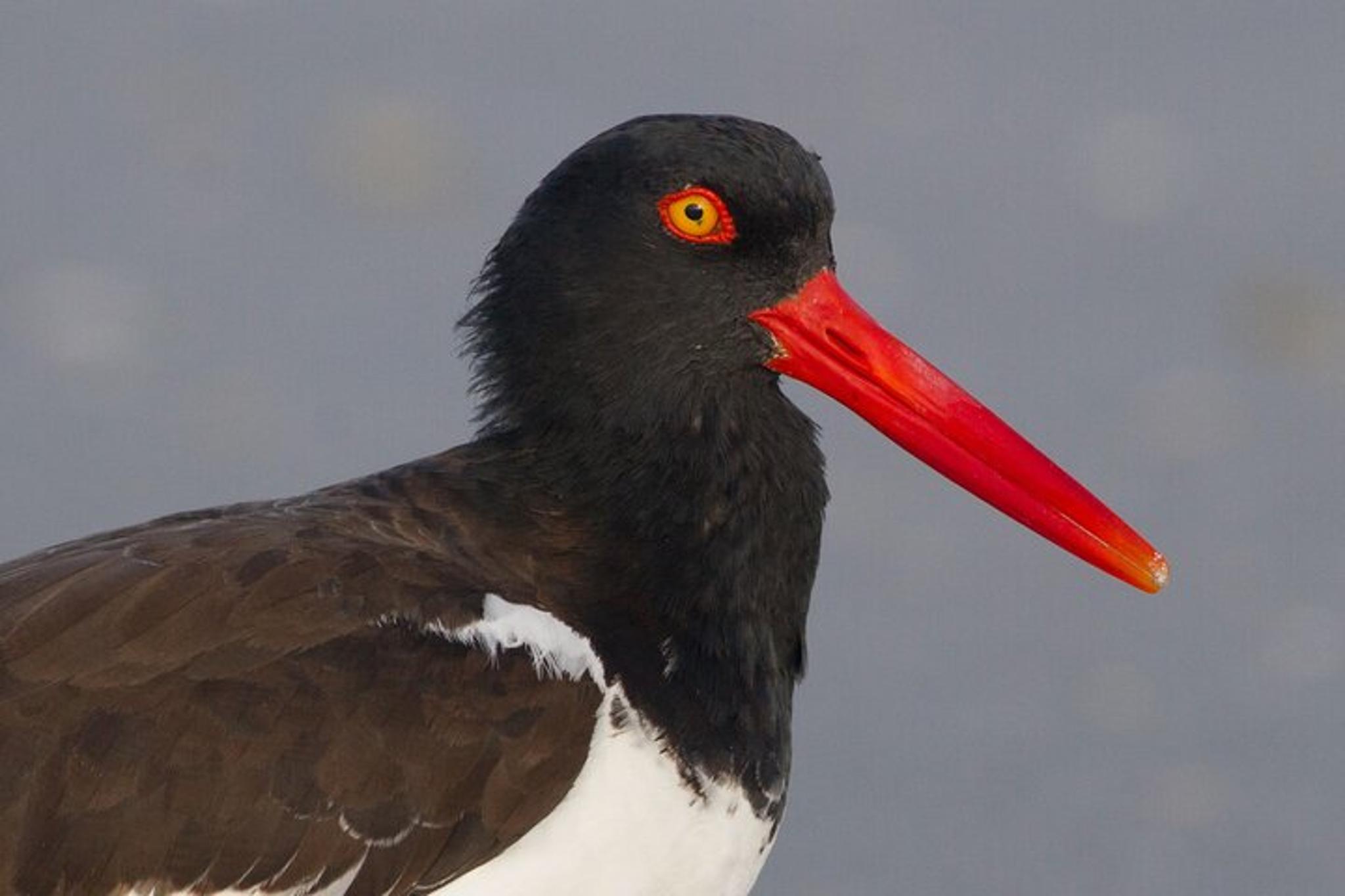Cape May Birding and Wildlife Cruise - Image 5