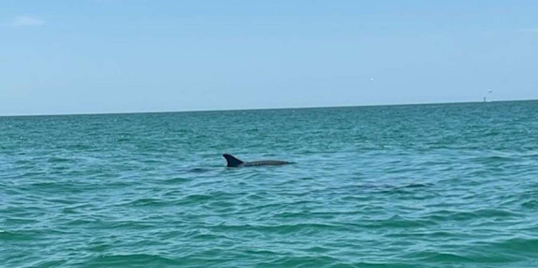 Clearwater Dolphin Jet Ski Tour 2 hr - Image 3