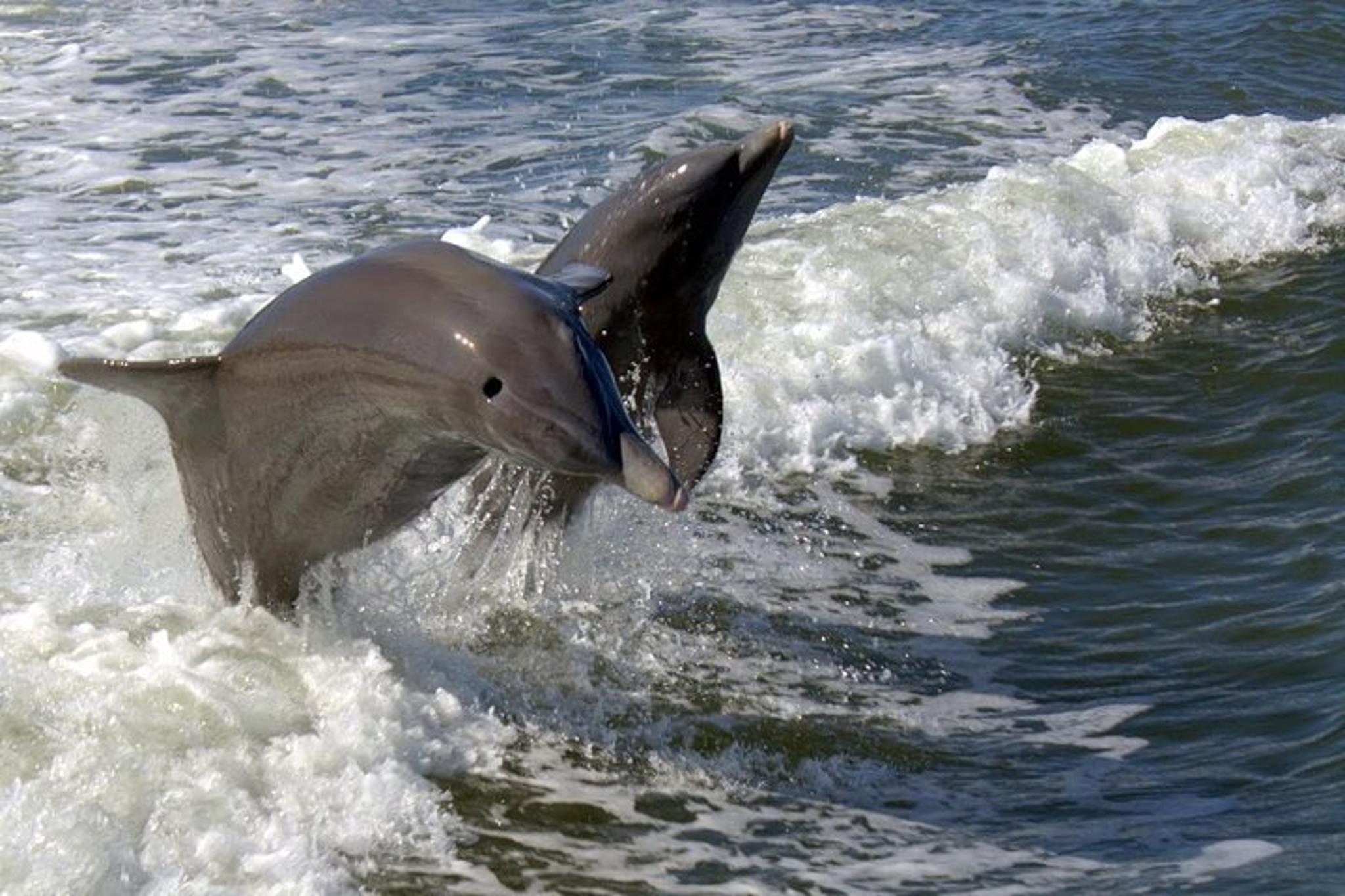 Everglades National Park Biologist Led Adventure