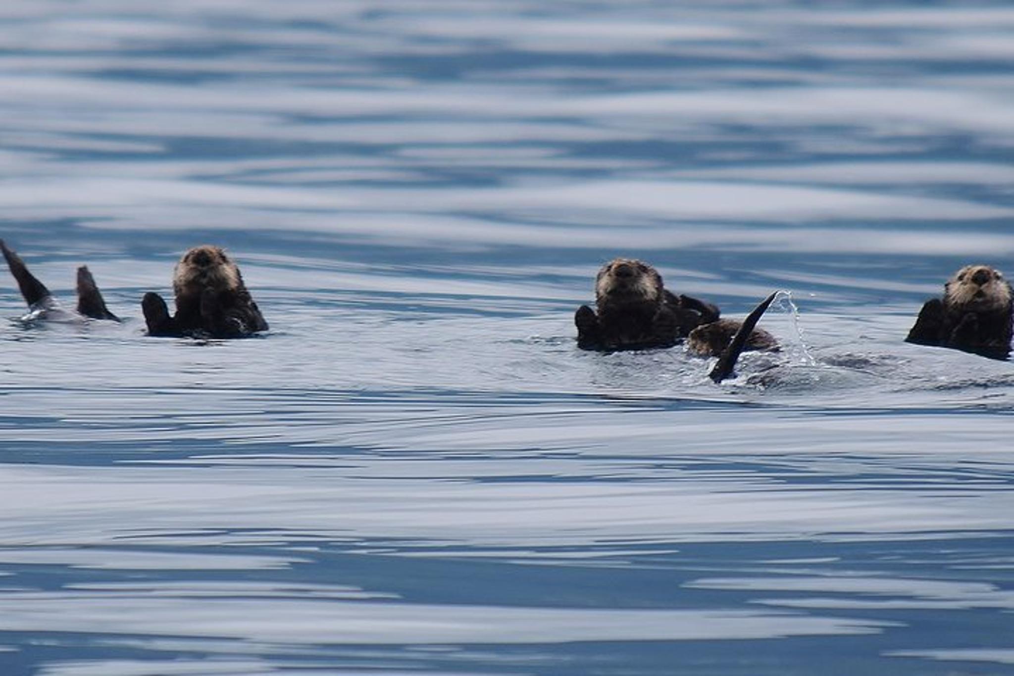 Sitka Whale Watching and Marine Wildlife Excursion 2 hr - Image 6