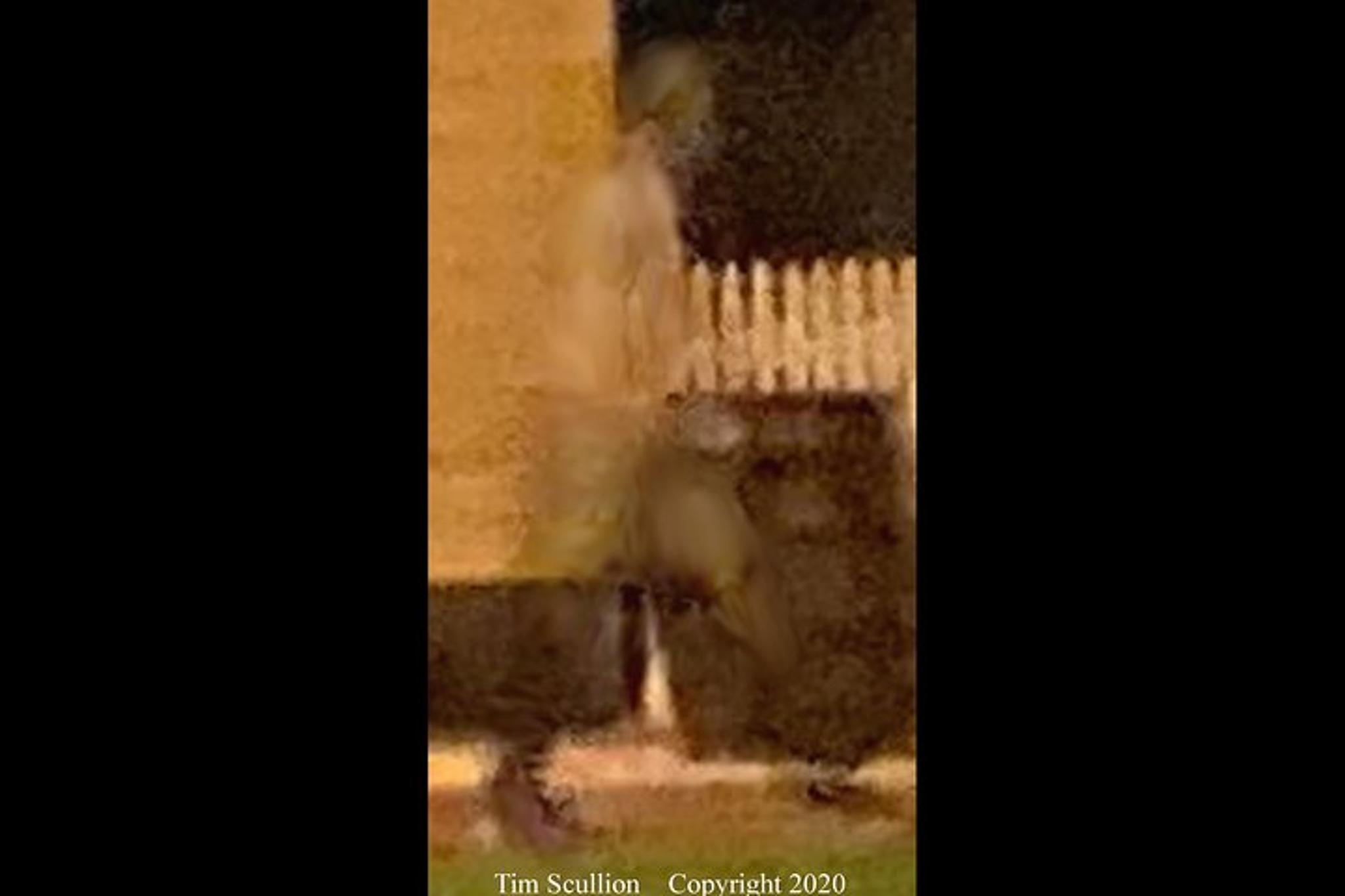 Williamsburg Ghost Tour - Image 4