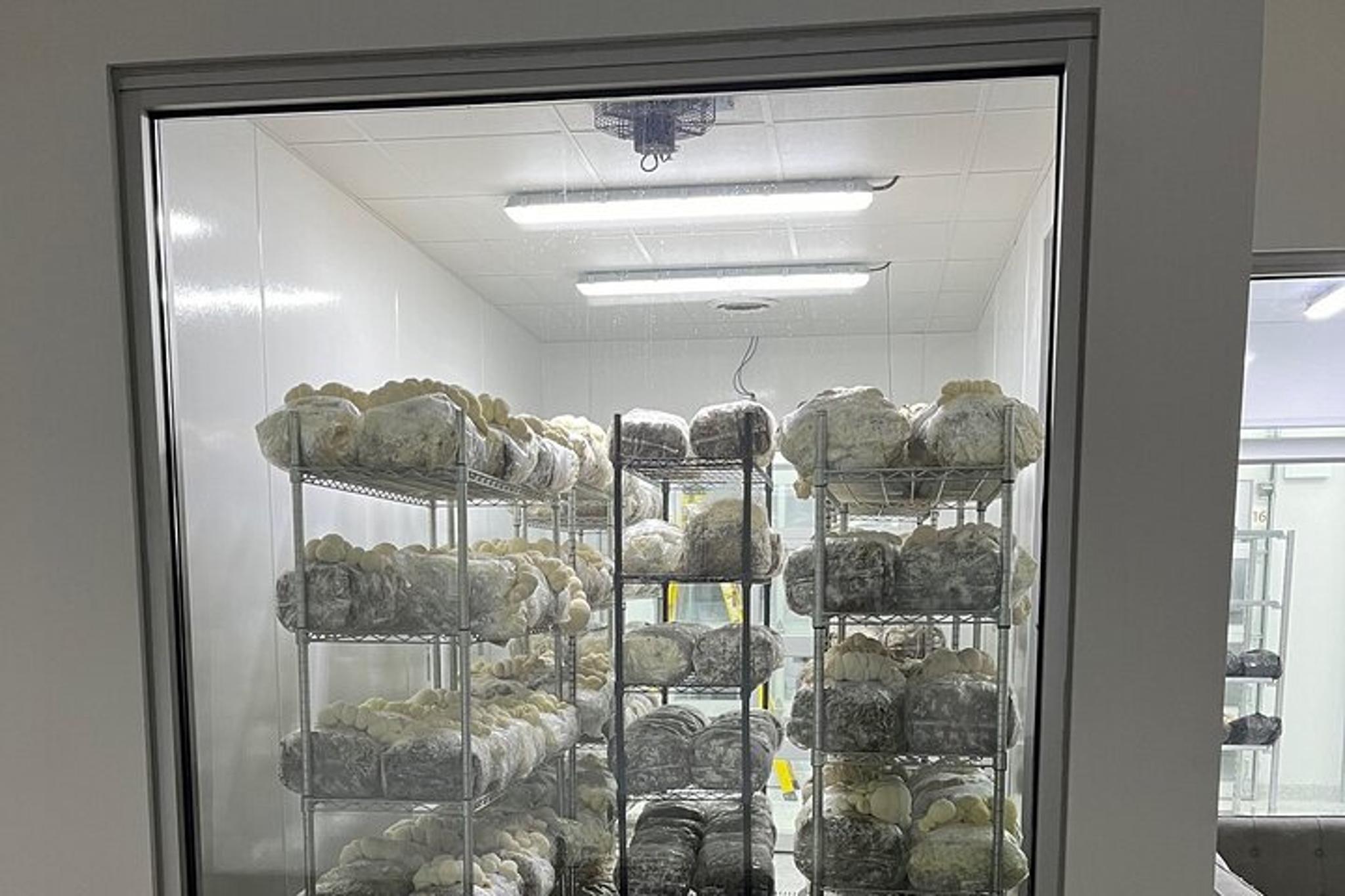 Chicago Indoor Mushroom Farm Experience - Image 5