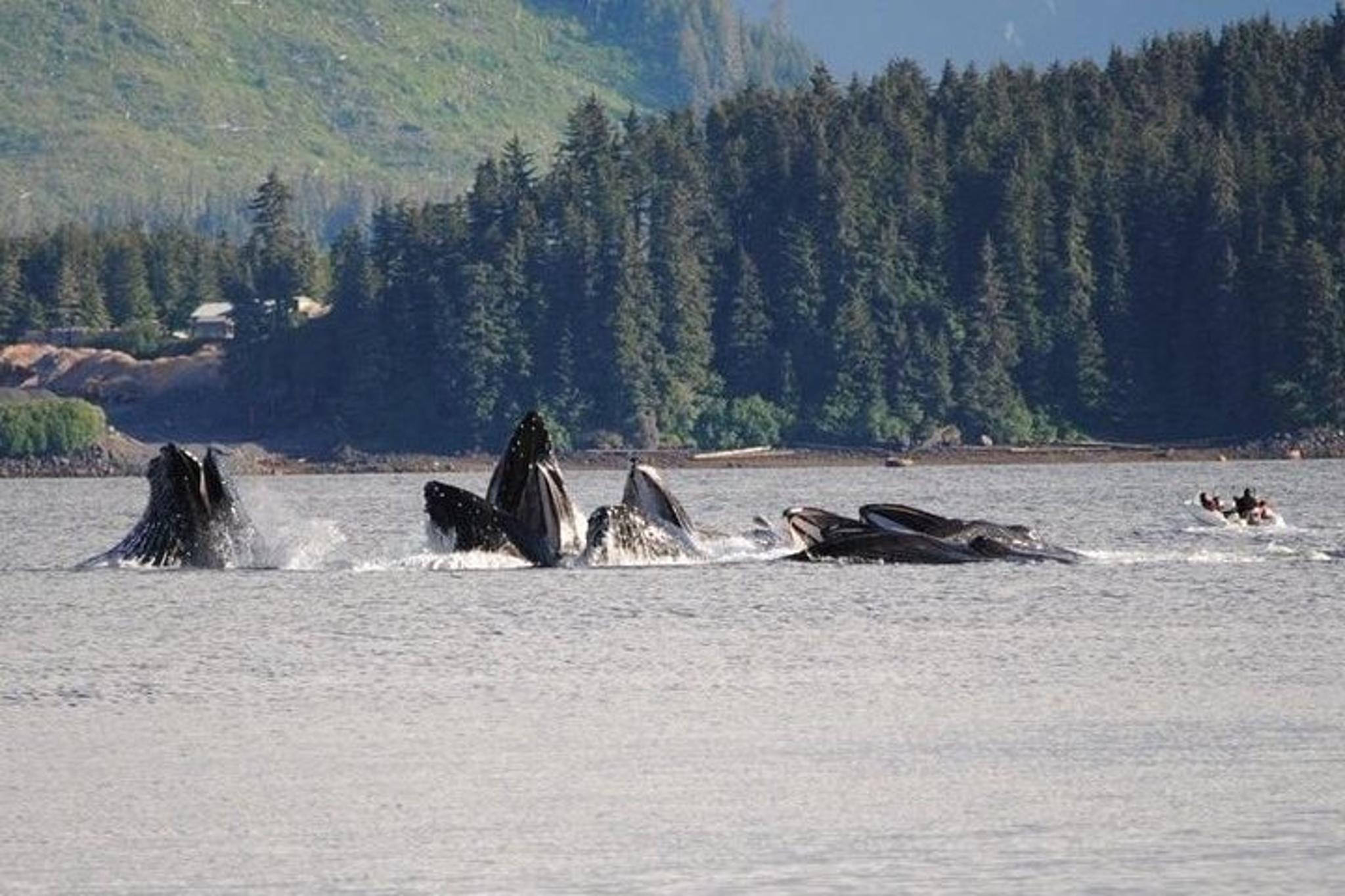 Icy Strait Whale Watching Adventure 3 hr - Image 4