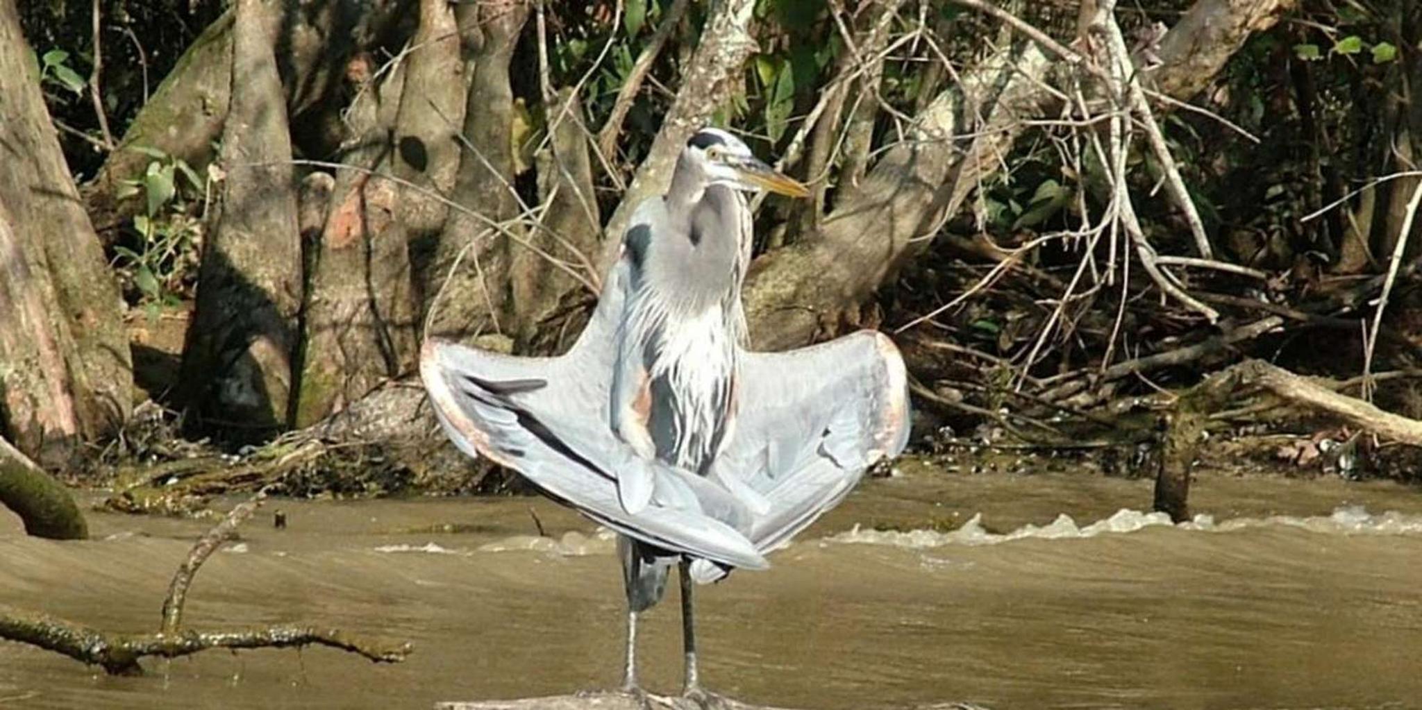 New Orleans Honey Island Swamp Tour - Image 2