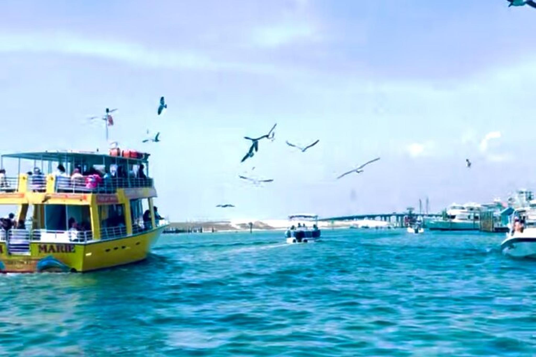Destin Harbor Boat Ride and Dolphin Watching - Image 4