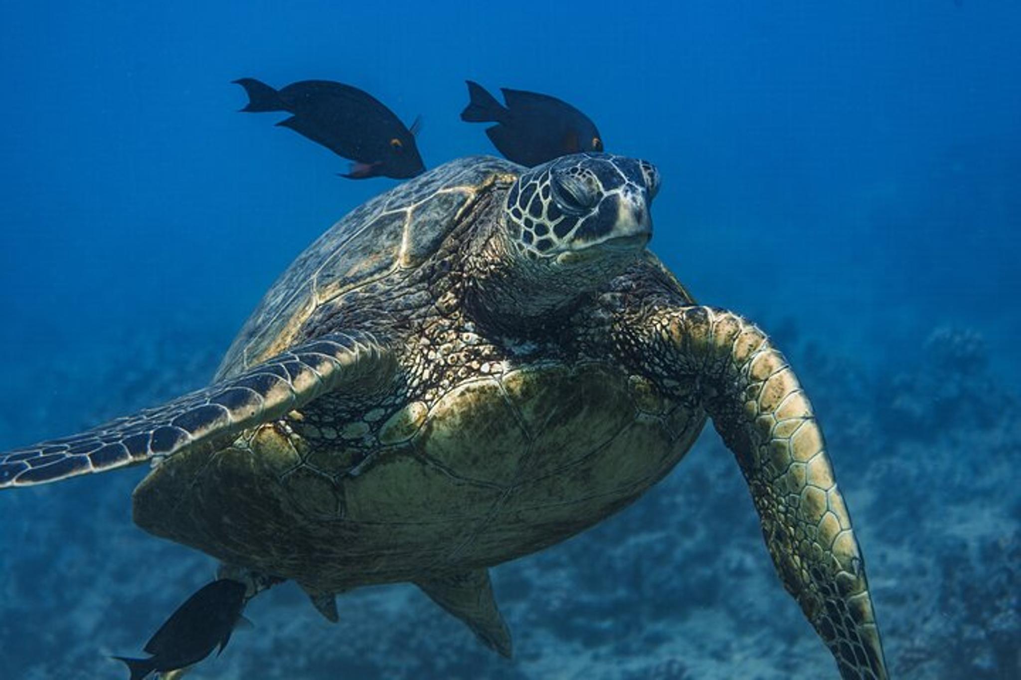 Waikīkī Turtle Snorkel and Sailing Adventure - Image 2