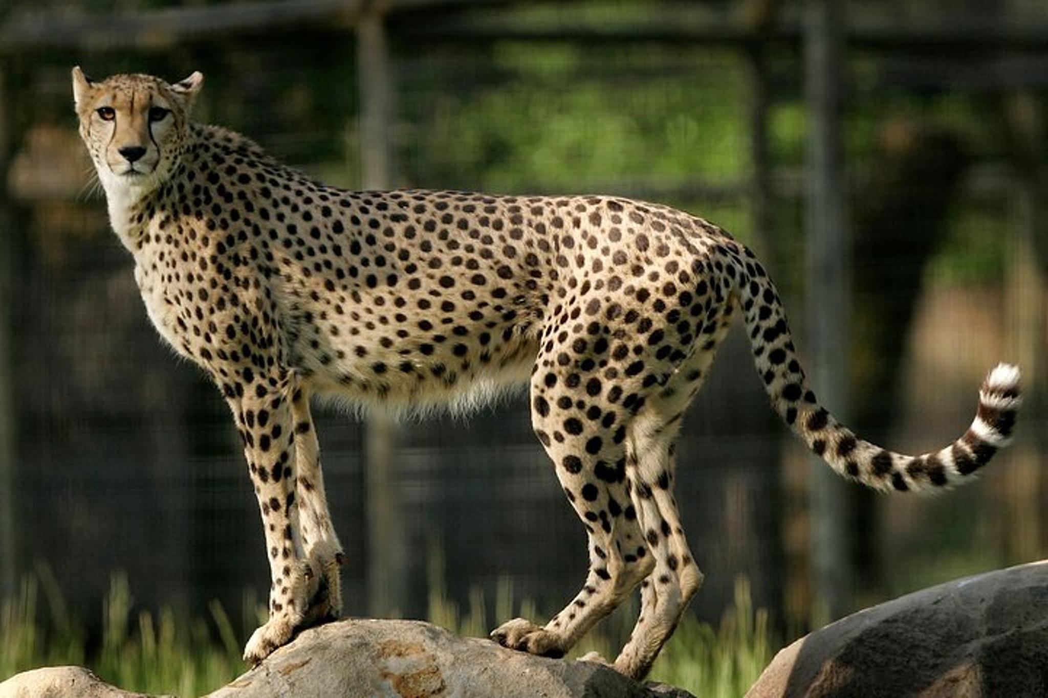 Sonoma Safari Adventure at Safari West 3 hr - Image 5