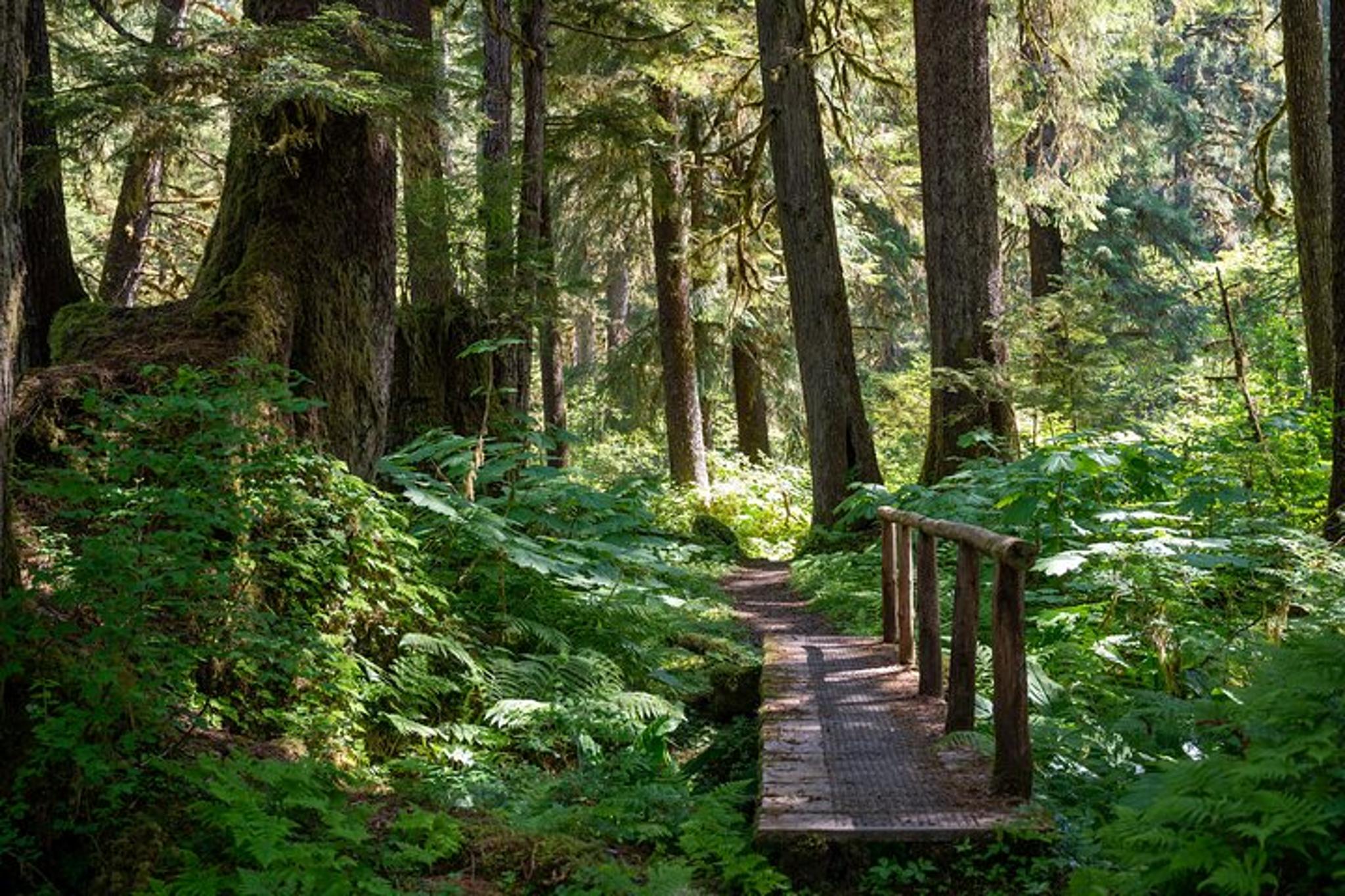 Ketchikan Old-Growth Creek Trek - Image 5