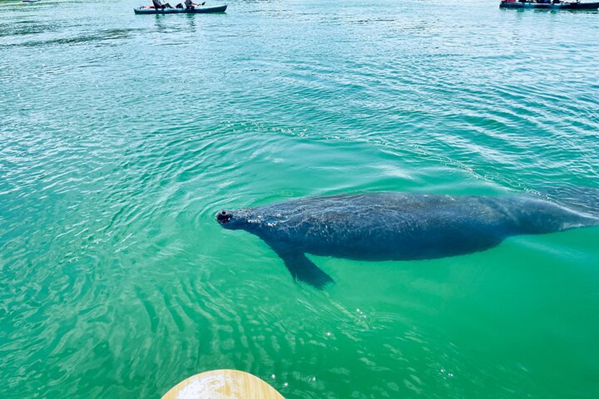 Fort Myers Dolphin and Manatee Adventure Tour 2 hr - Image 6