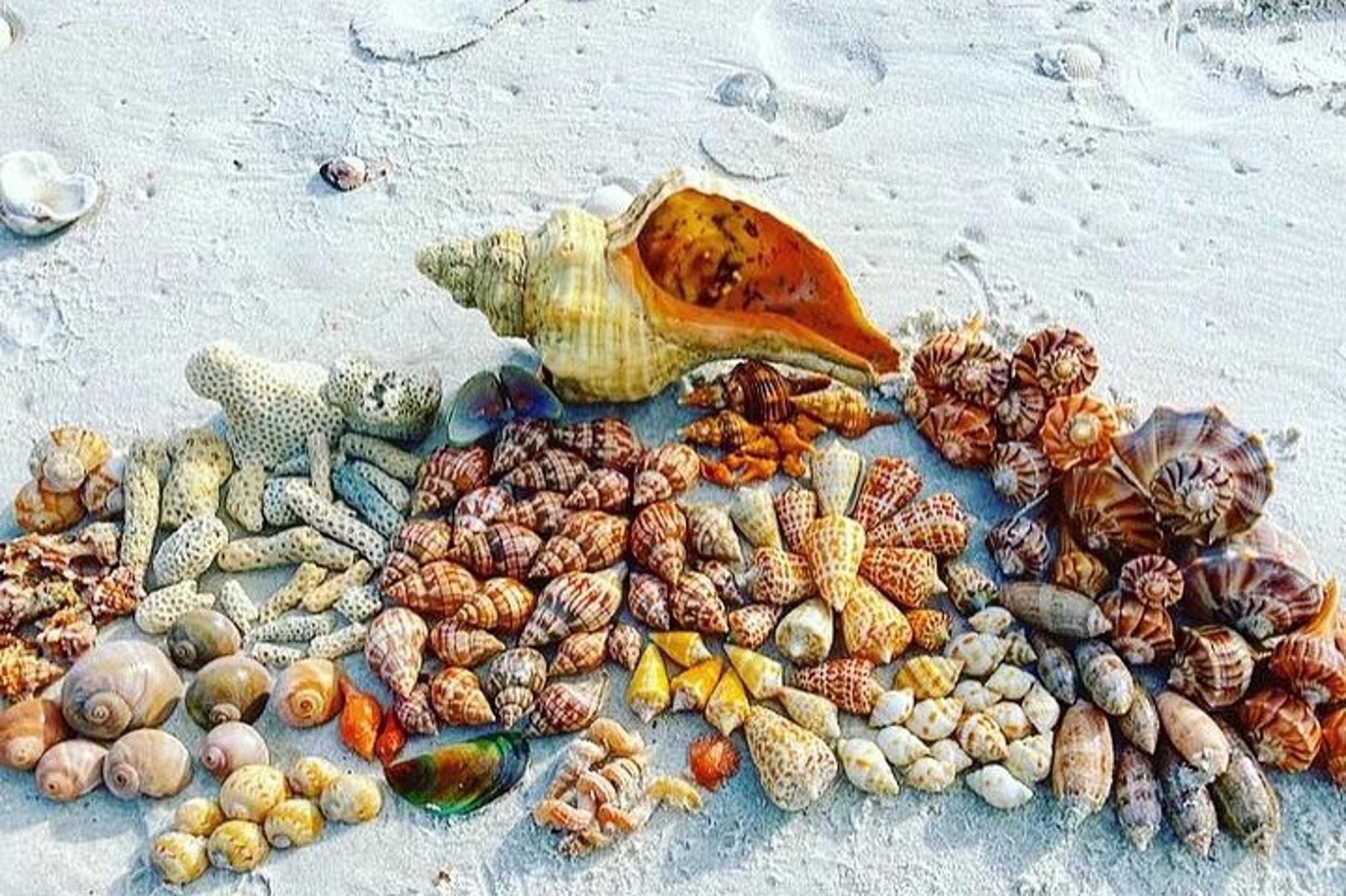 10,000 Islands Private Shelling Tour - Image 2