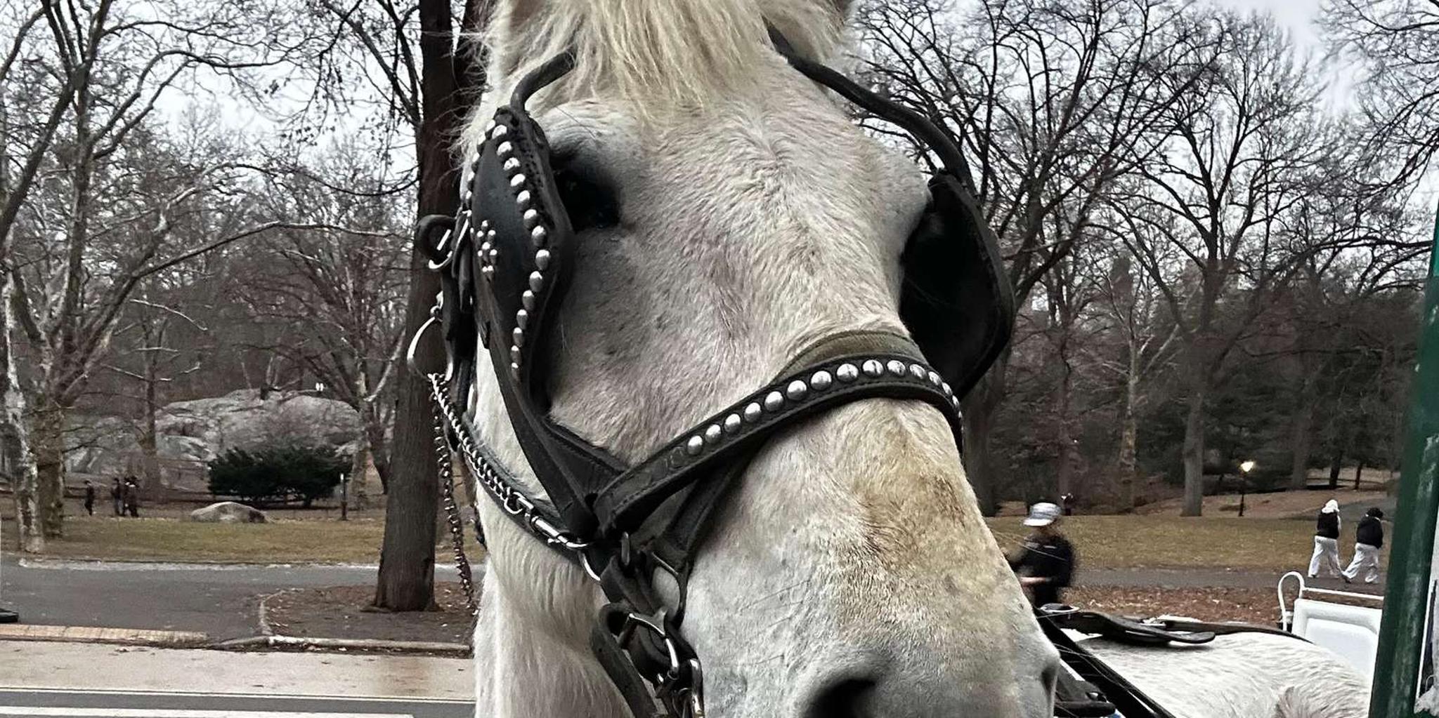 New York Central Park Horse Carriage Ride - Image 4