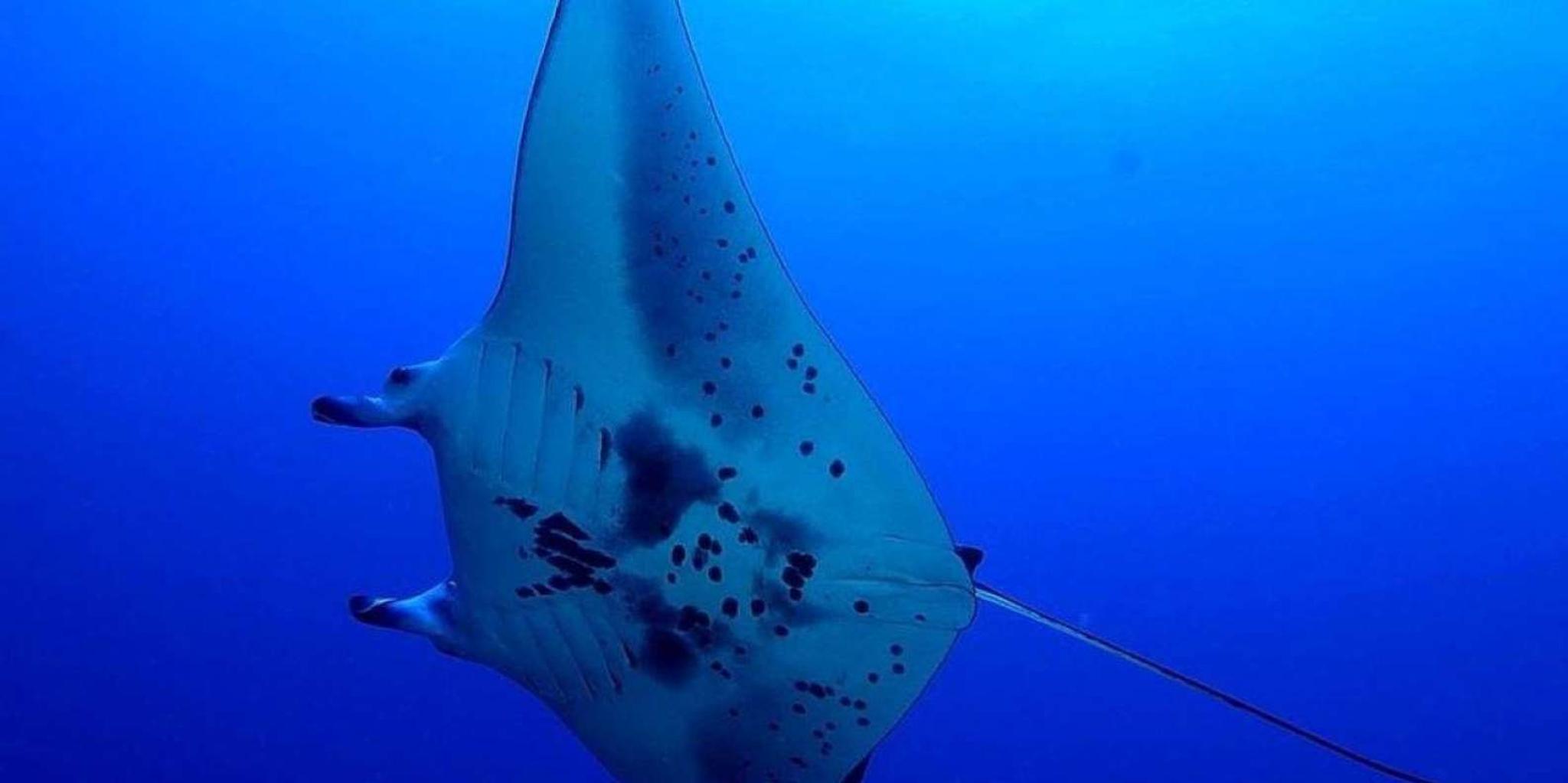 Kailua-Kona Night Manta Snorkel or Dive