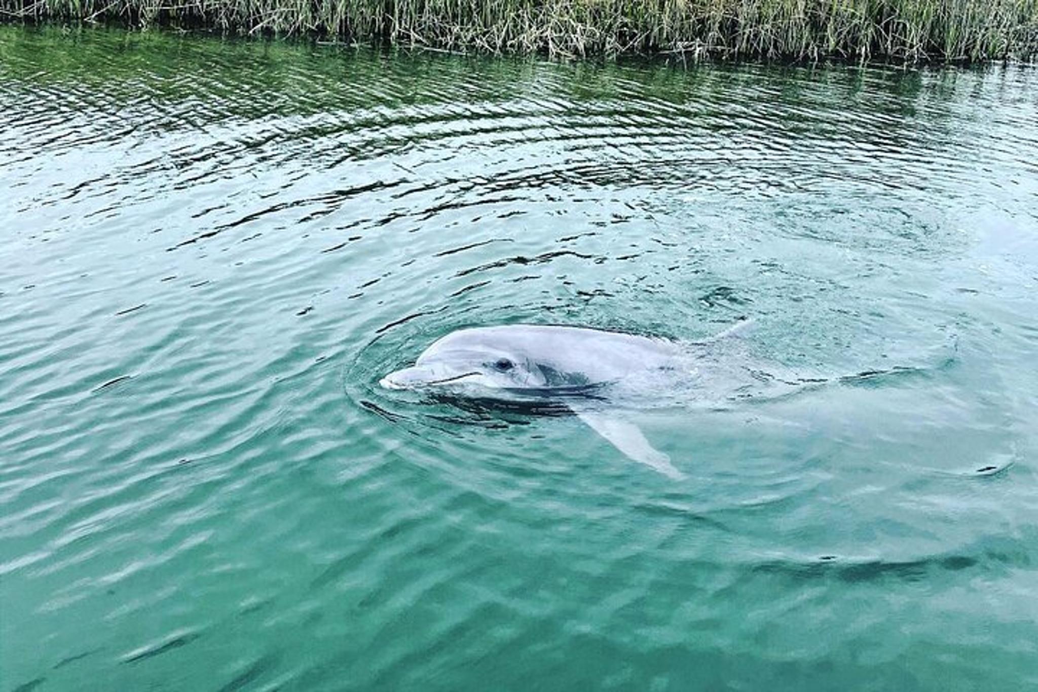 Hilton Head Dolphin Cruise & Nature Tour 1.5 hr - Image 6