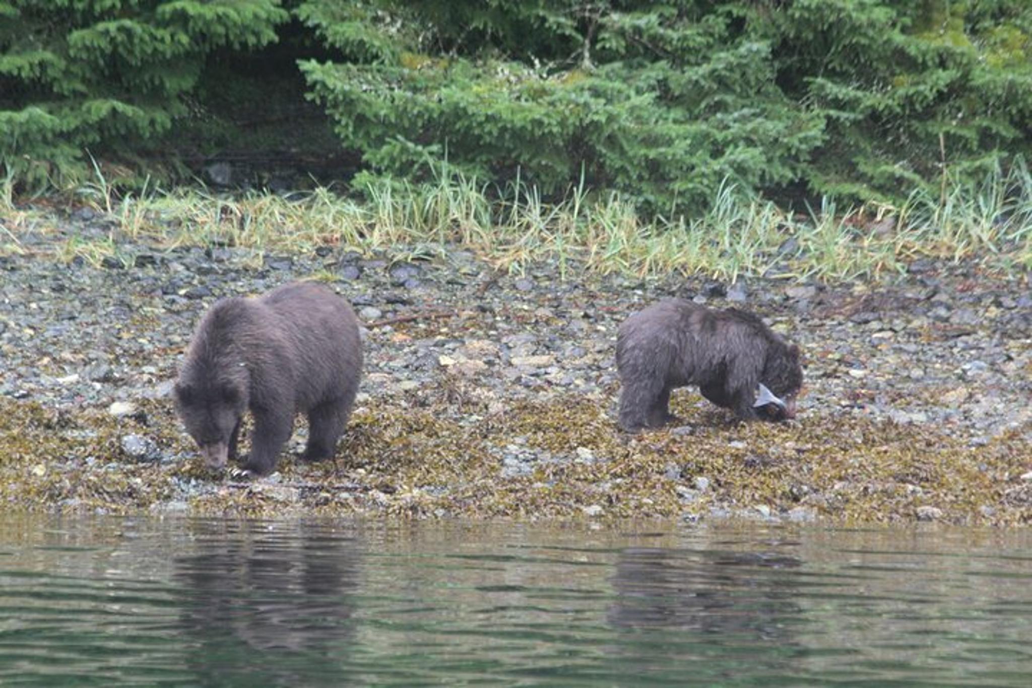 Sitka Marine Wildlife Tour - Image 2