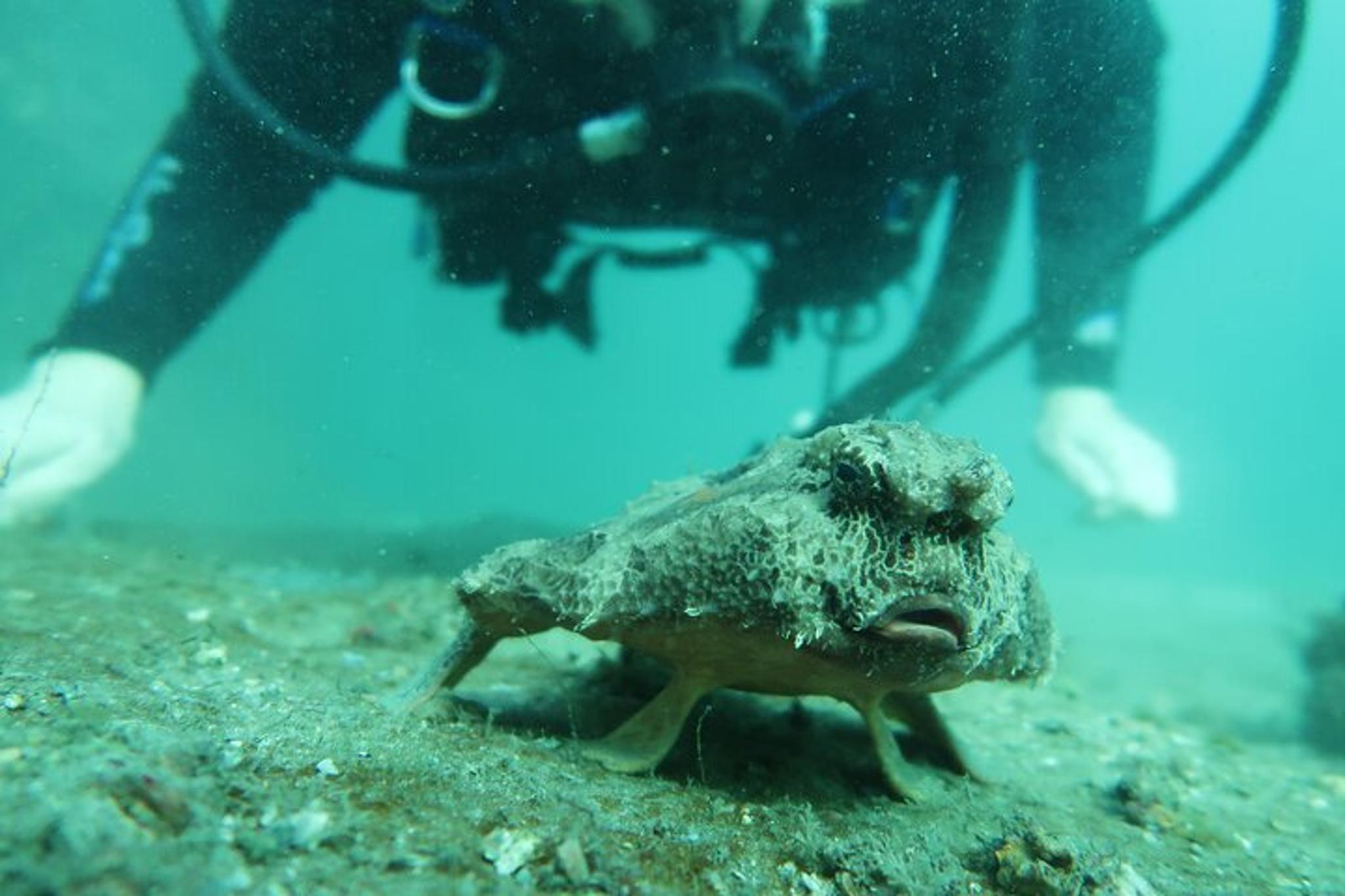 Phil Foster Park Scuba Diving Excursion - Image 6