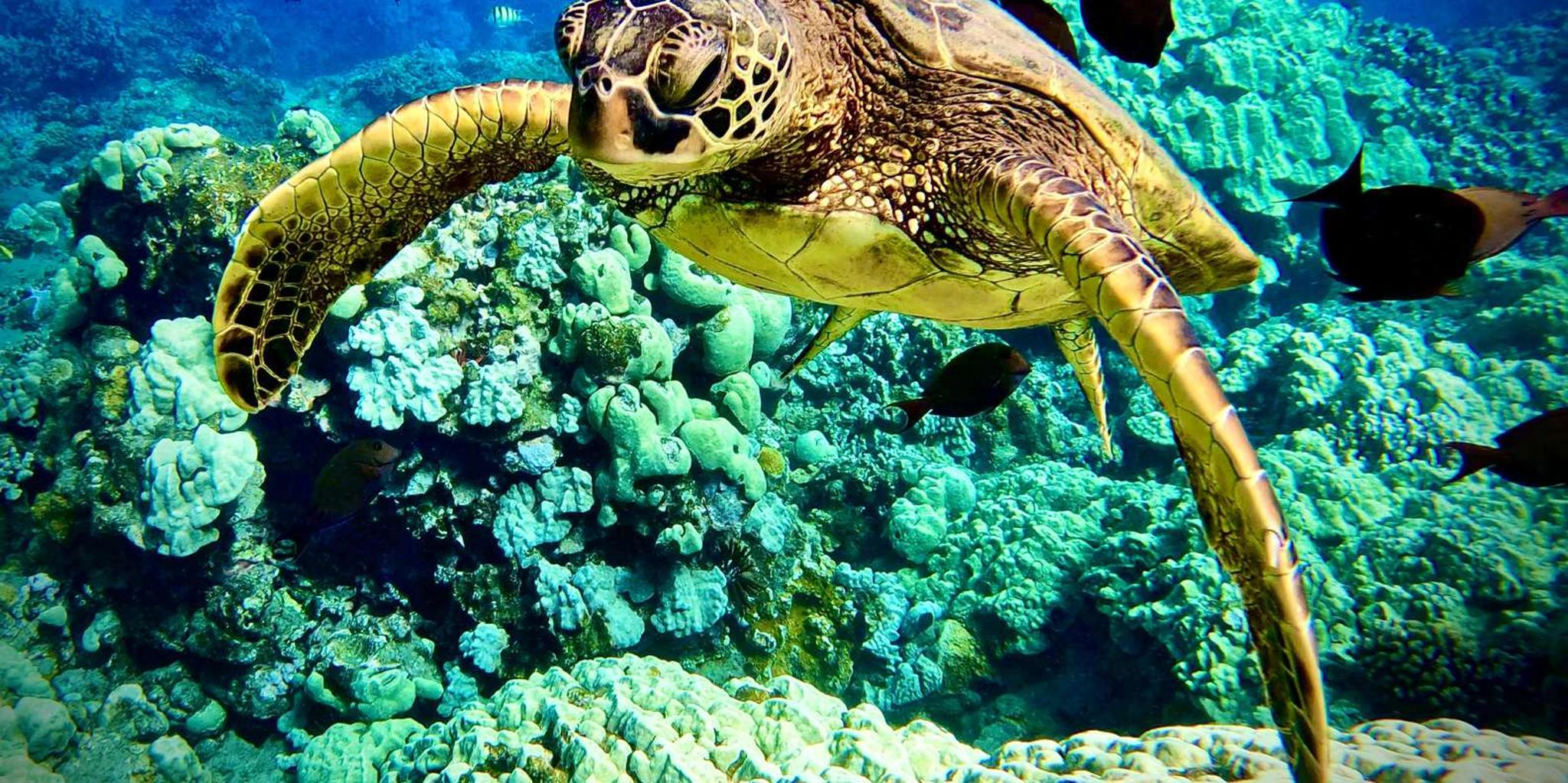 Maui Turtle Town Snorkeling Tour with Marine Biologist - Image 2