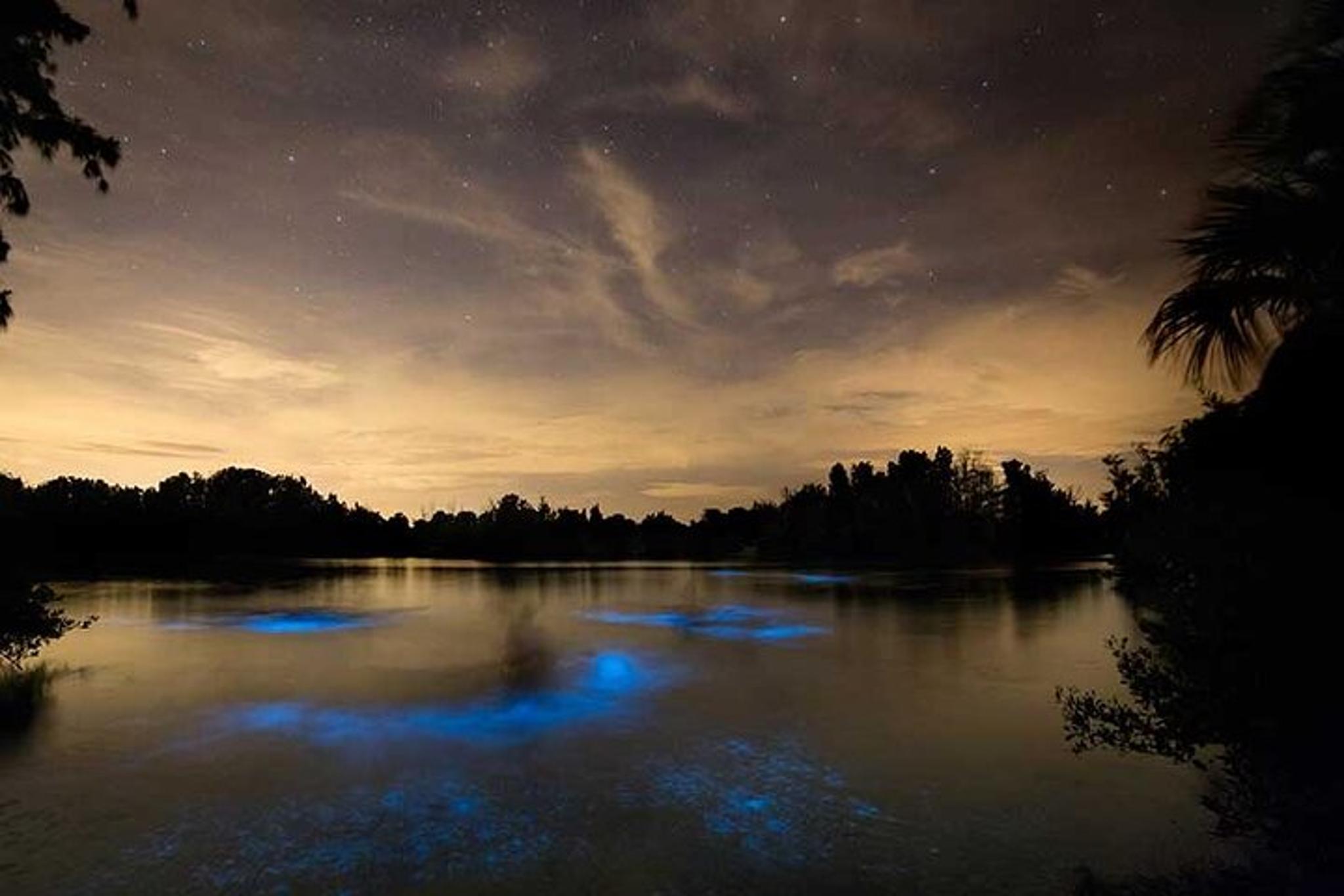 Oak Hill Bioluminescence Paddle Tour - Image 2