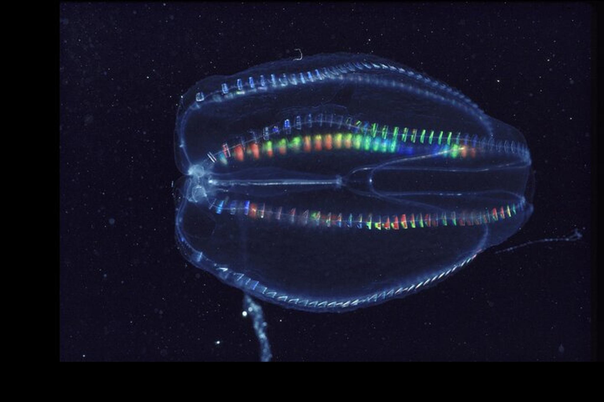 Merritt Island Comb Jelly Bioluminescence Kayak Tour