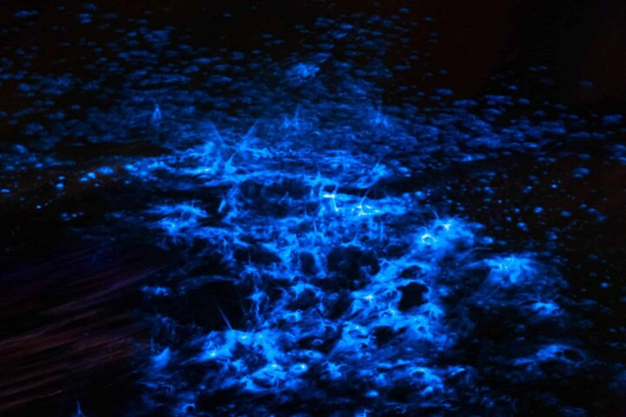 Oak Hill Bioluminescence Paddle Tour - Image 1