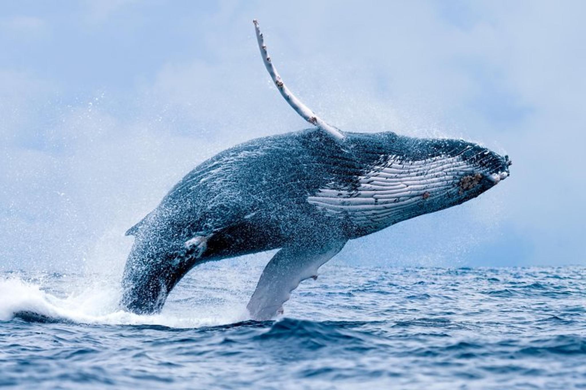 Maui Whale Watch Cruise Aboard Malolo - Image 3