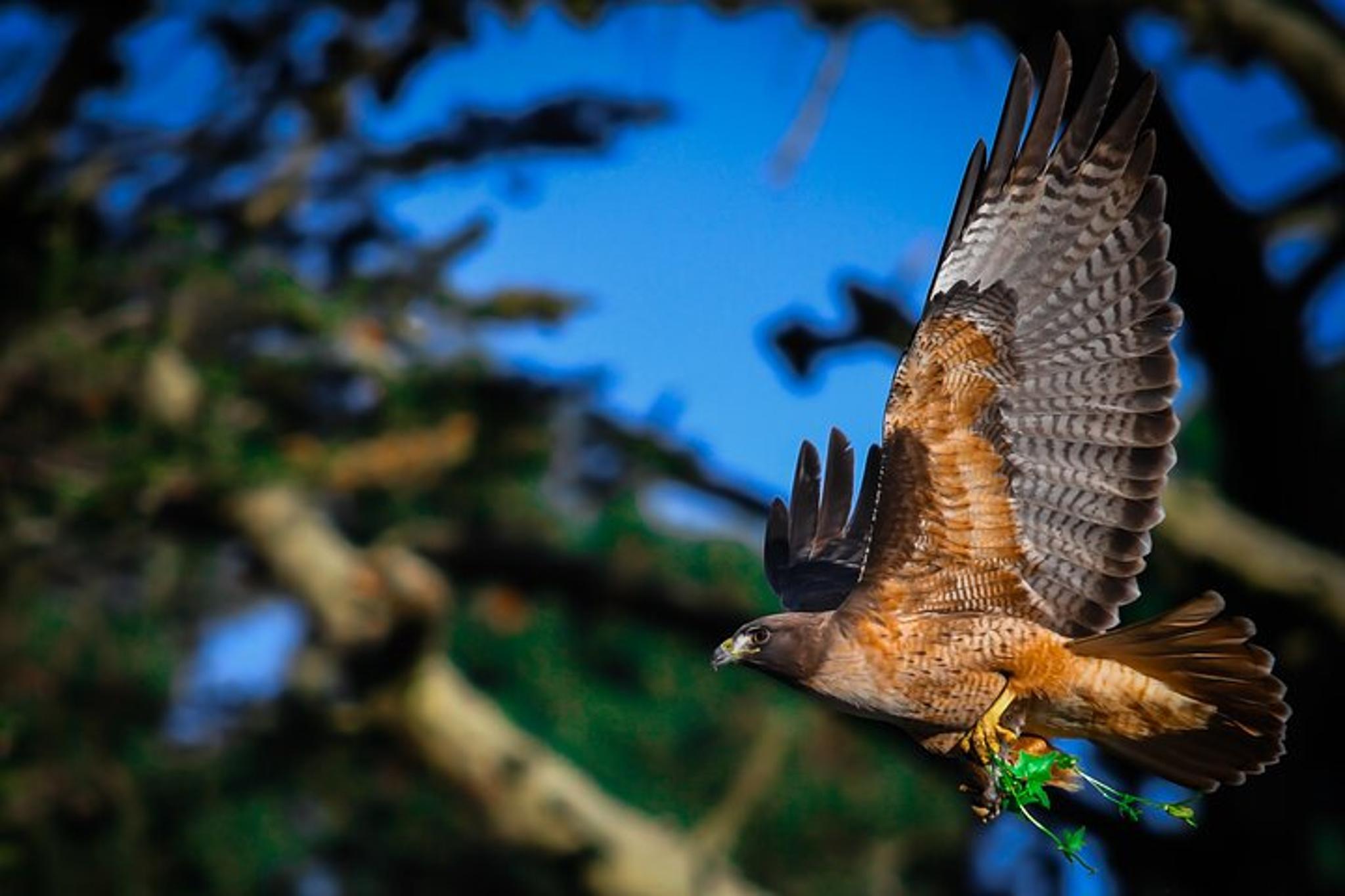 San Francisco Wildlife Walking Tour 90 Min