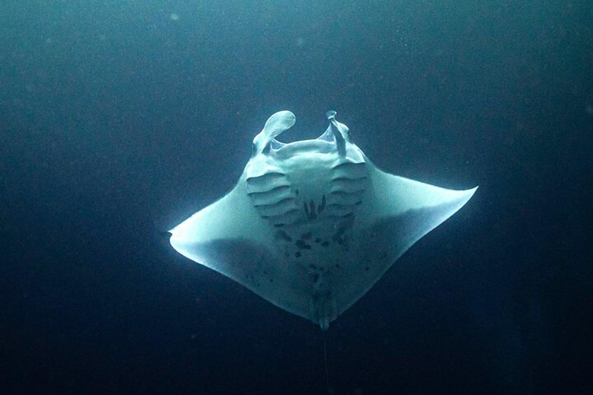 Kona Manta Ray Night Snorkel Adventure 2.5 hr - Image 3