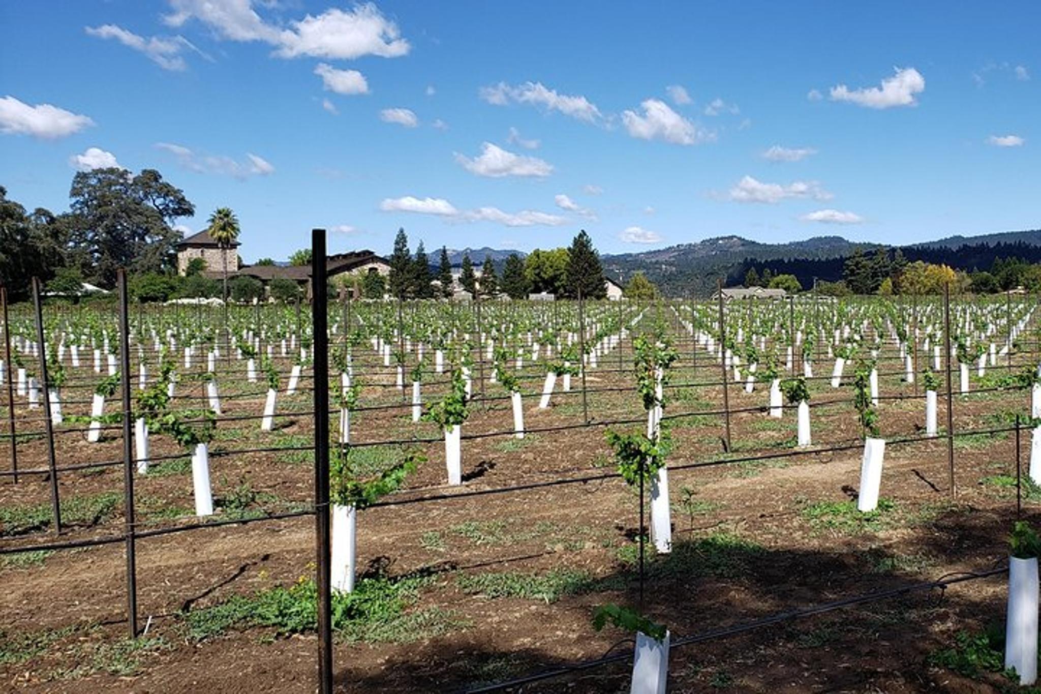 Napa Valley Wine Tour 8 Hours - Image 6