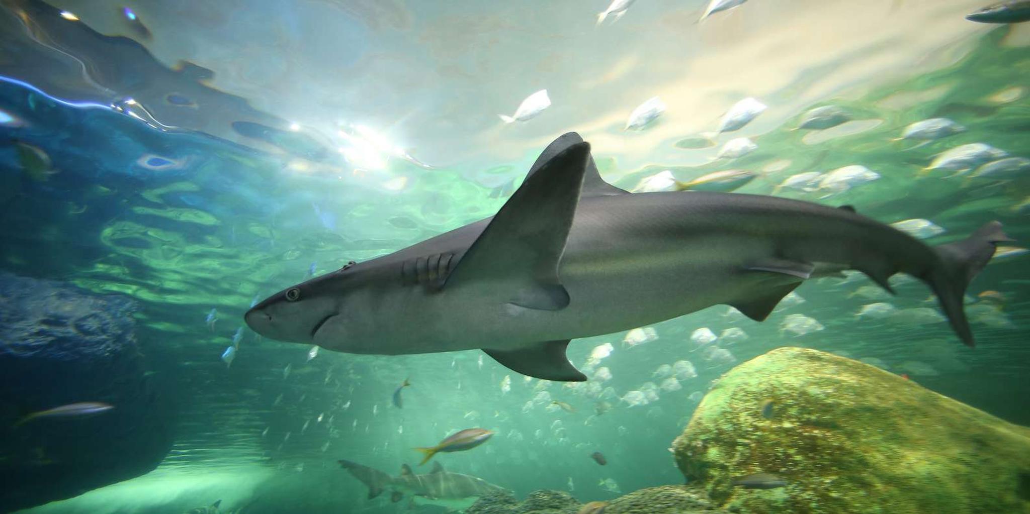 Myrtle Beach Aquarium Entry Ticket - Image 3