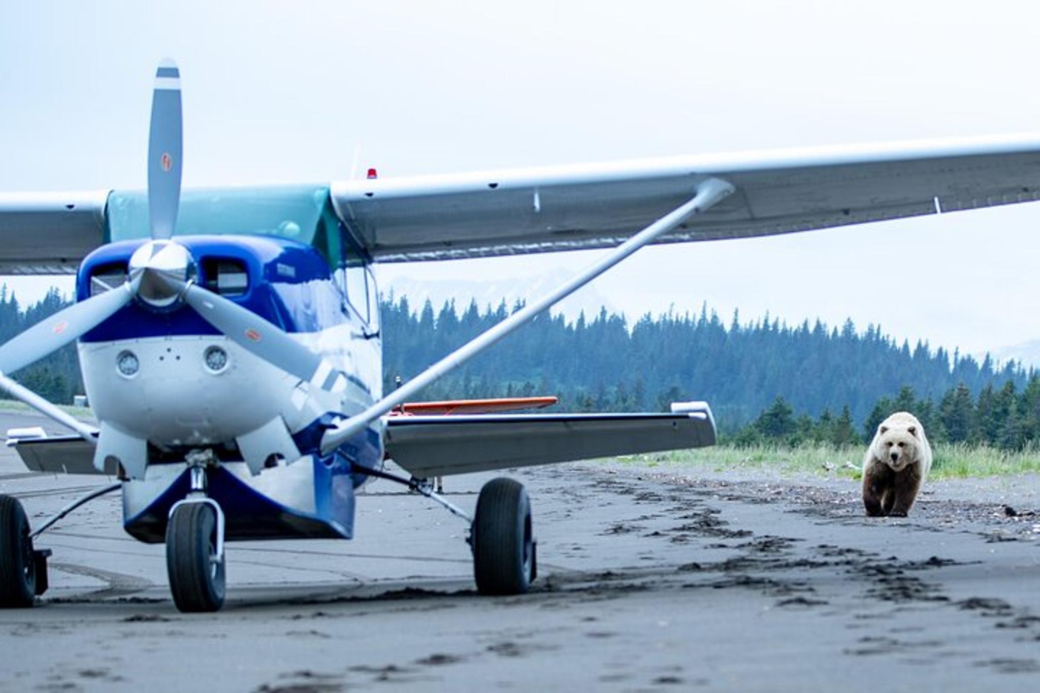 Anchorage Bear Viewing Airplane Adventure - Image 3