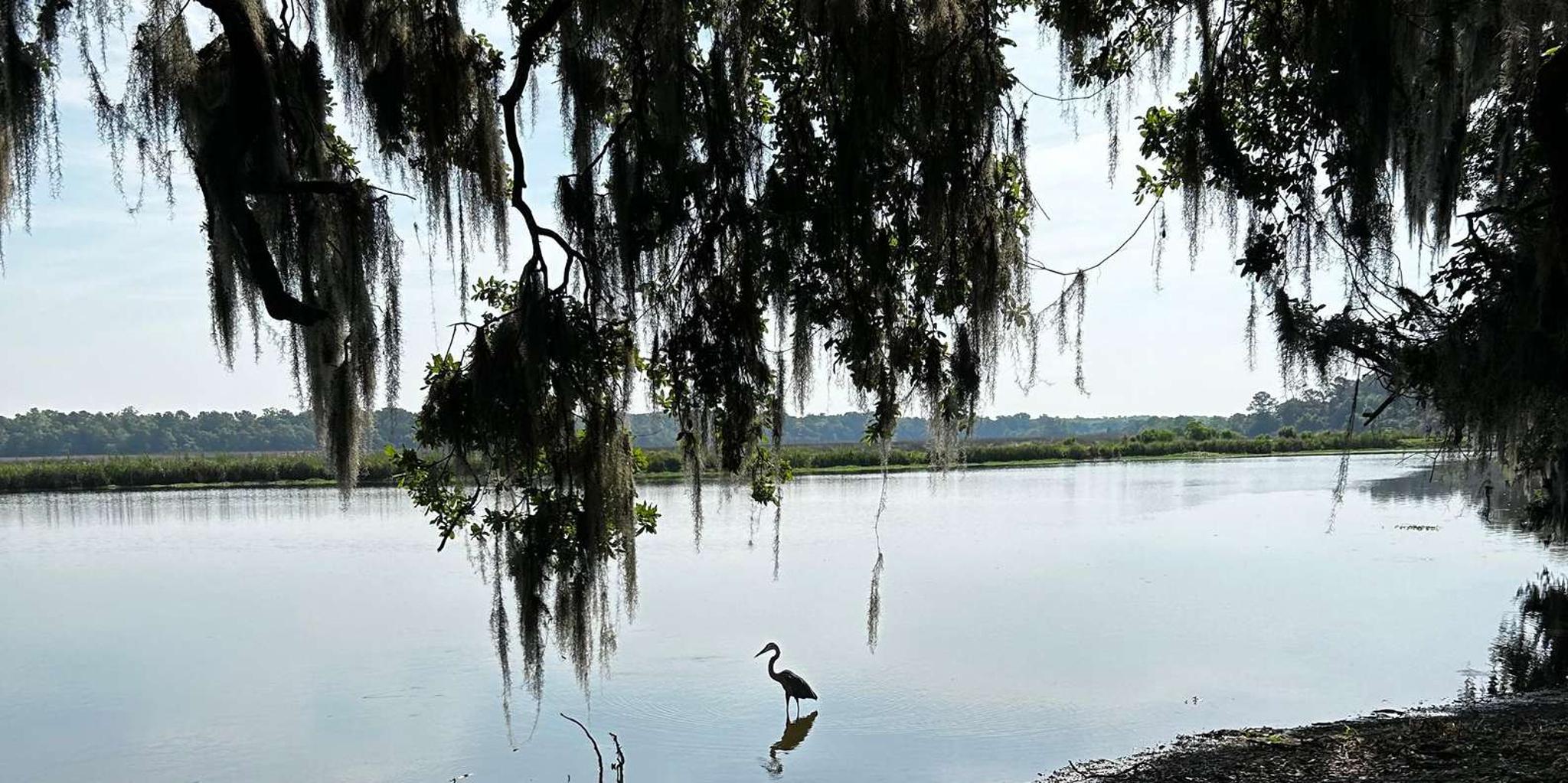 Charleston Middleton Place Guided Tour with Lunch - Image 2