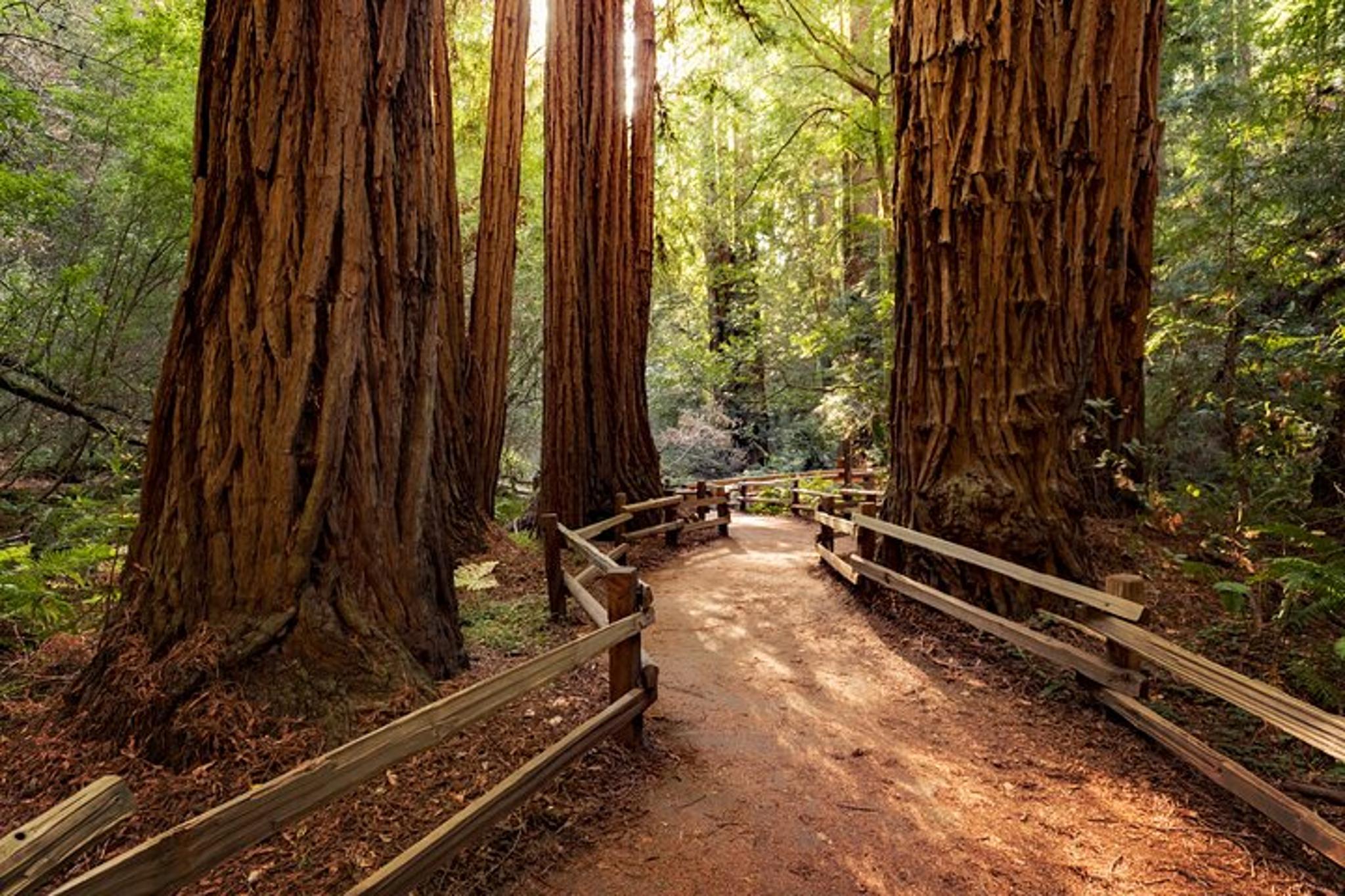 San Francisco Muir Woods Tour - Image 2