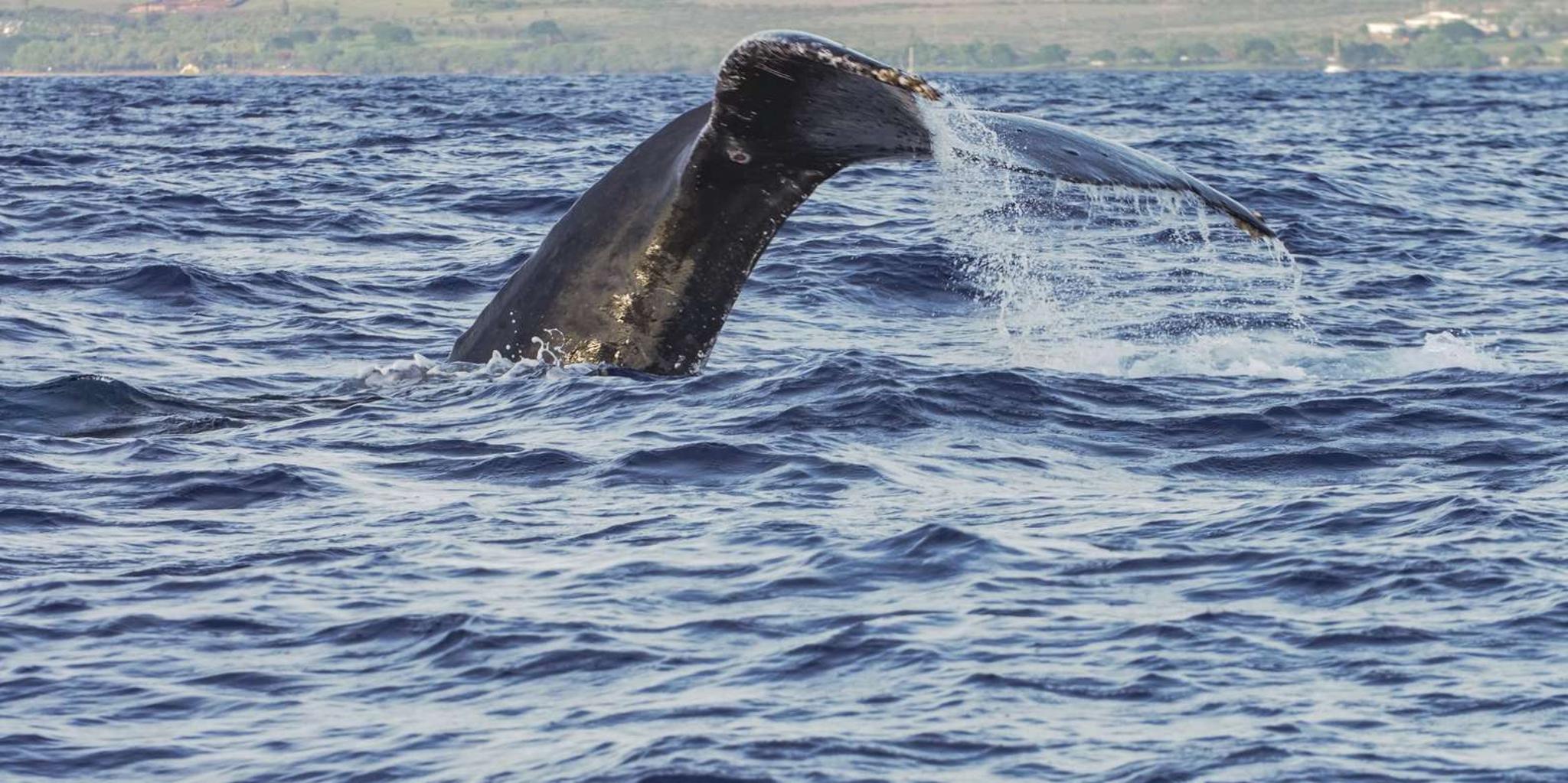 Maalaea Whale Watching Catamaran Cruise with Drinks - Image 6
