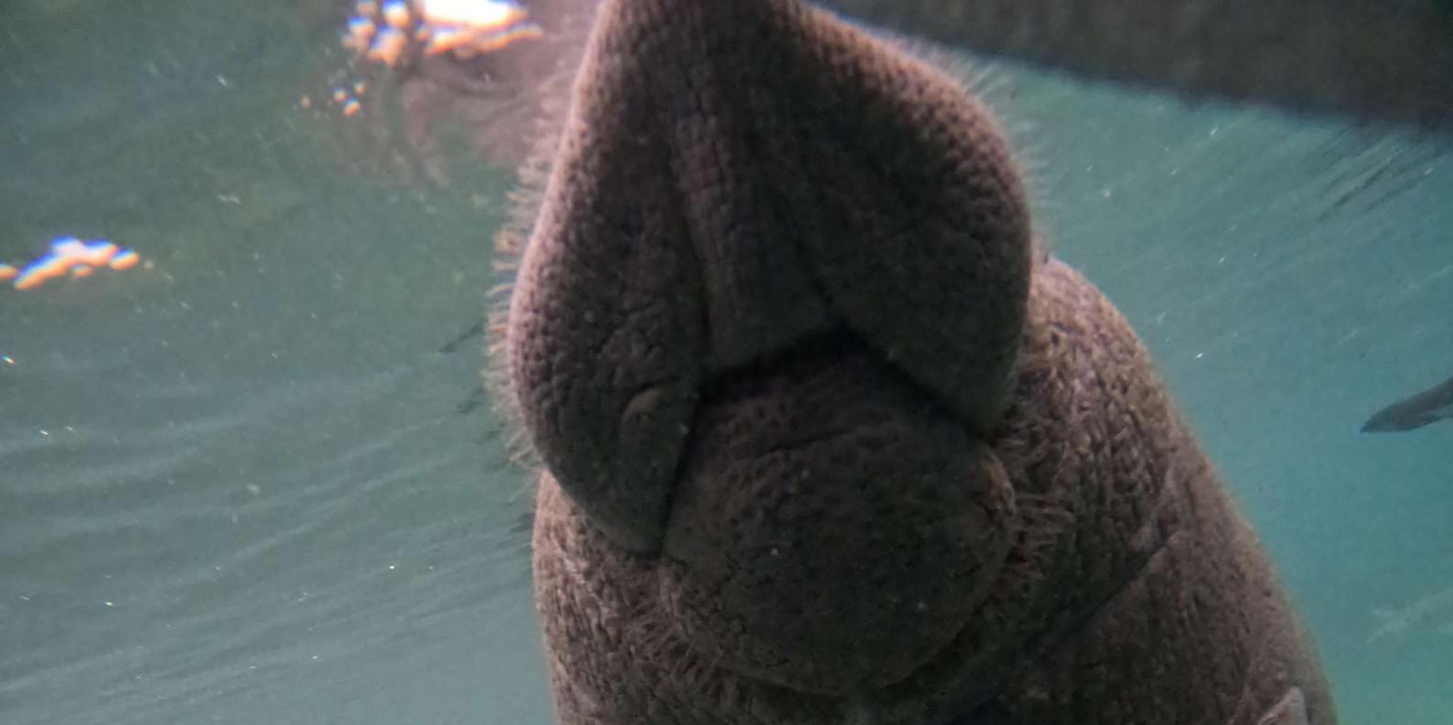 Crystal River Manatee Swim Tour with Free Photos - Image 6