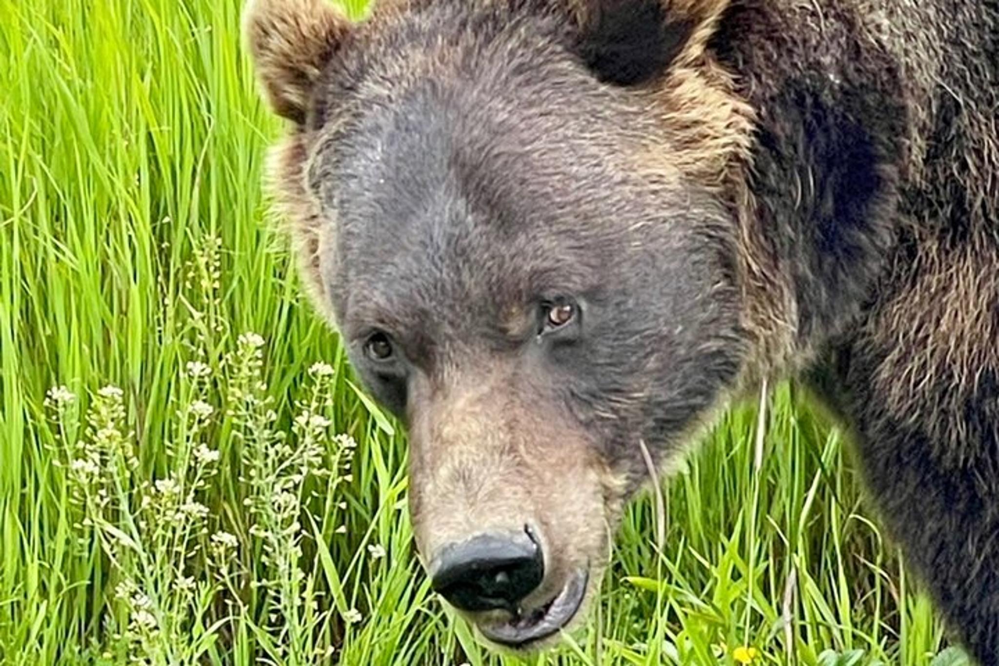 Anchorage Bears & Beers Tasting Tour - Image 3