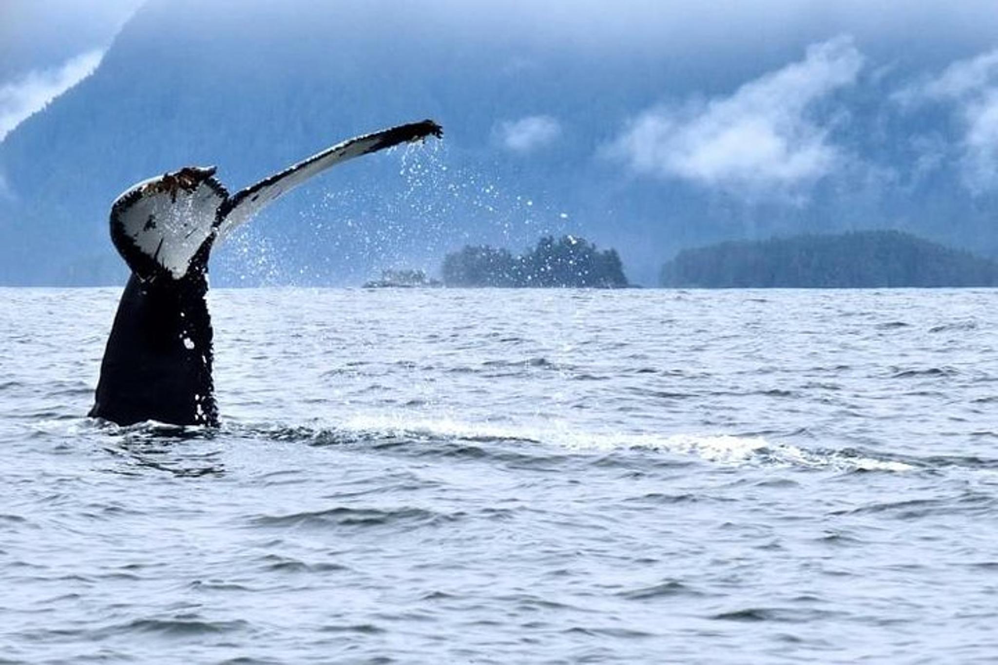 Sitka Whale Watching and Marine Wildlife Excursion 2 hr - Image 5