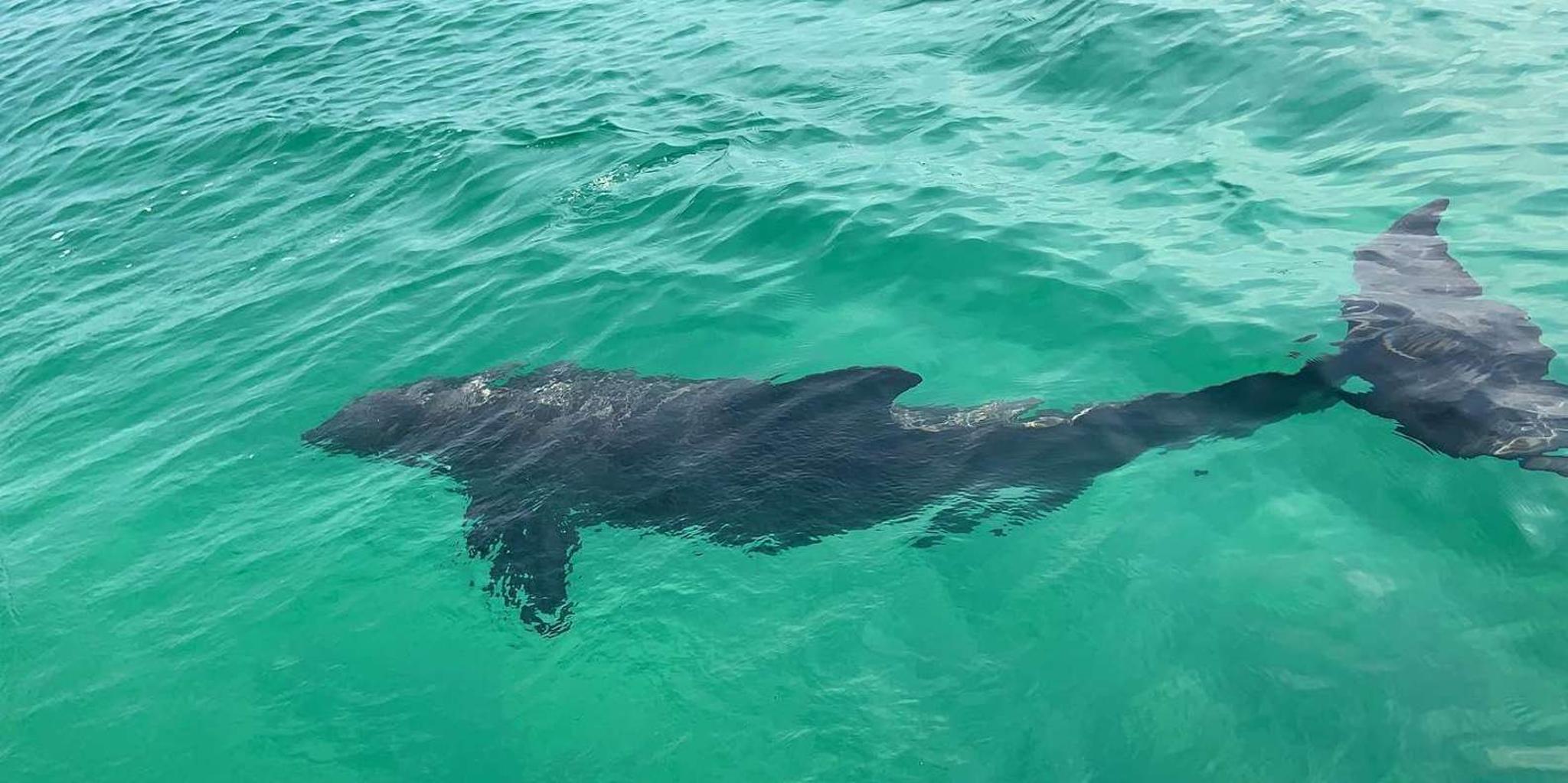 Destin Crab Island Cruise with Paddleboarding - Image 5