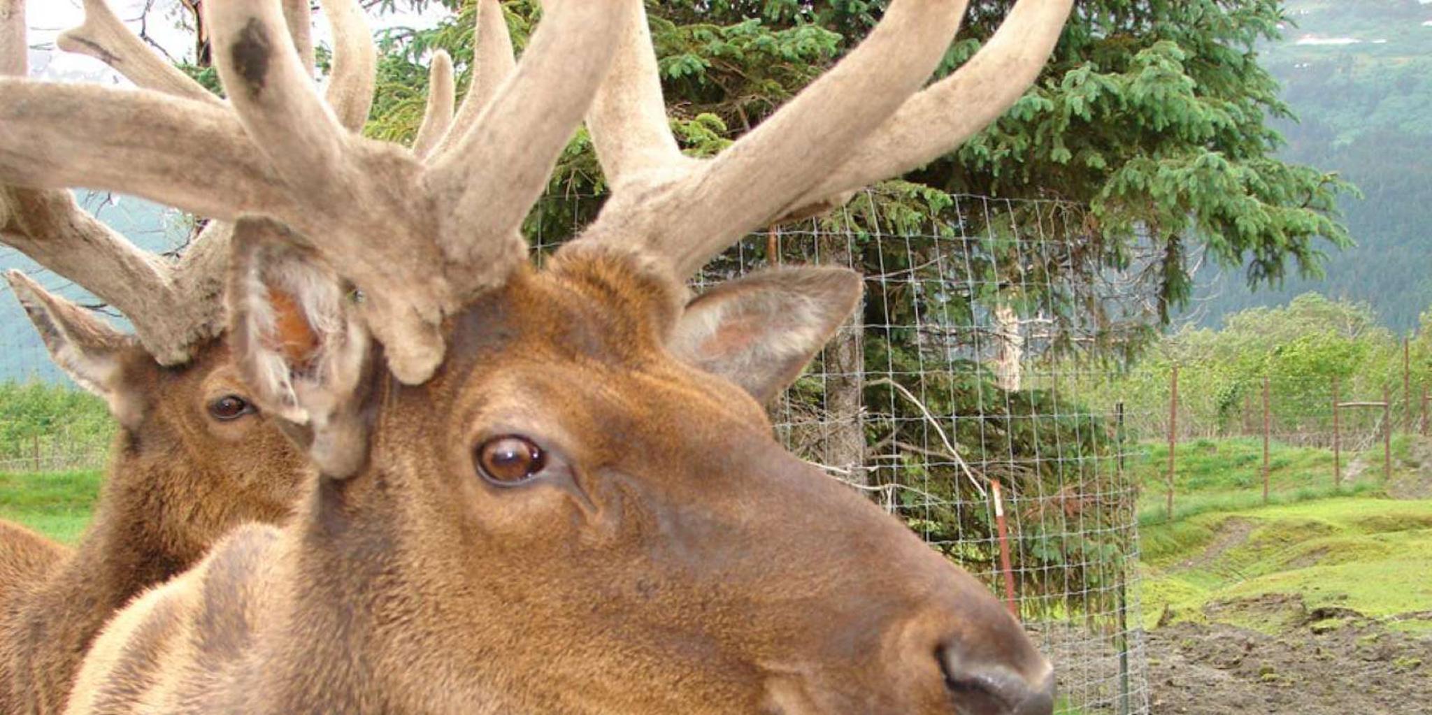 Anchorage Wildlife Conservation Center Tour - Image 4