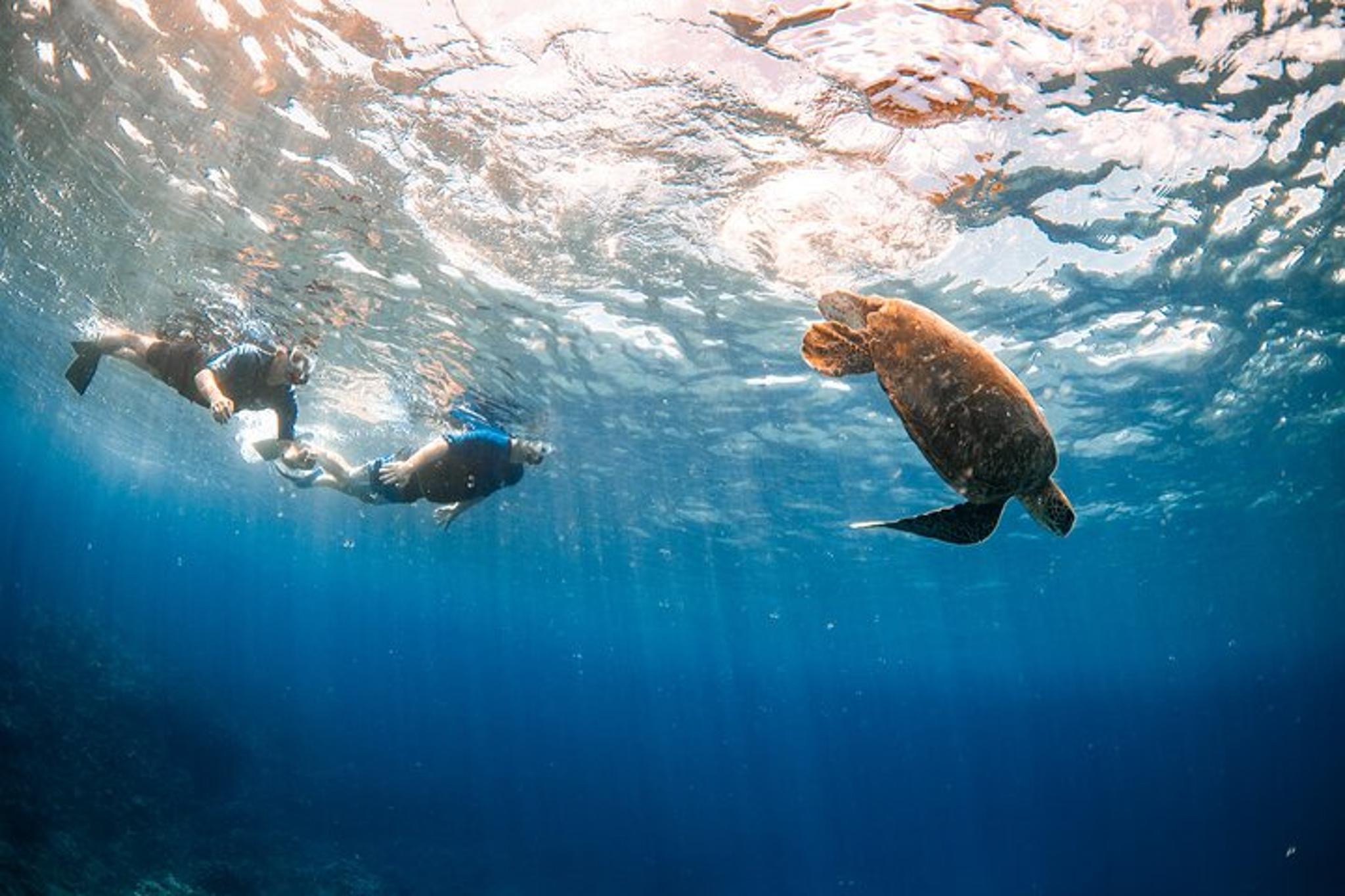 Lahaina Snorkel with Turtles at Mala Wharf 90 Min