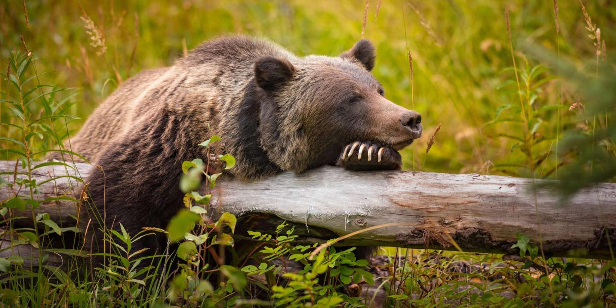 Jackson Hole Yellowstone Wildlife and Geysers Day Tour - Image 2