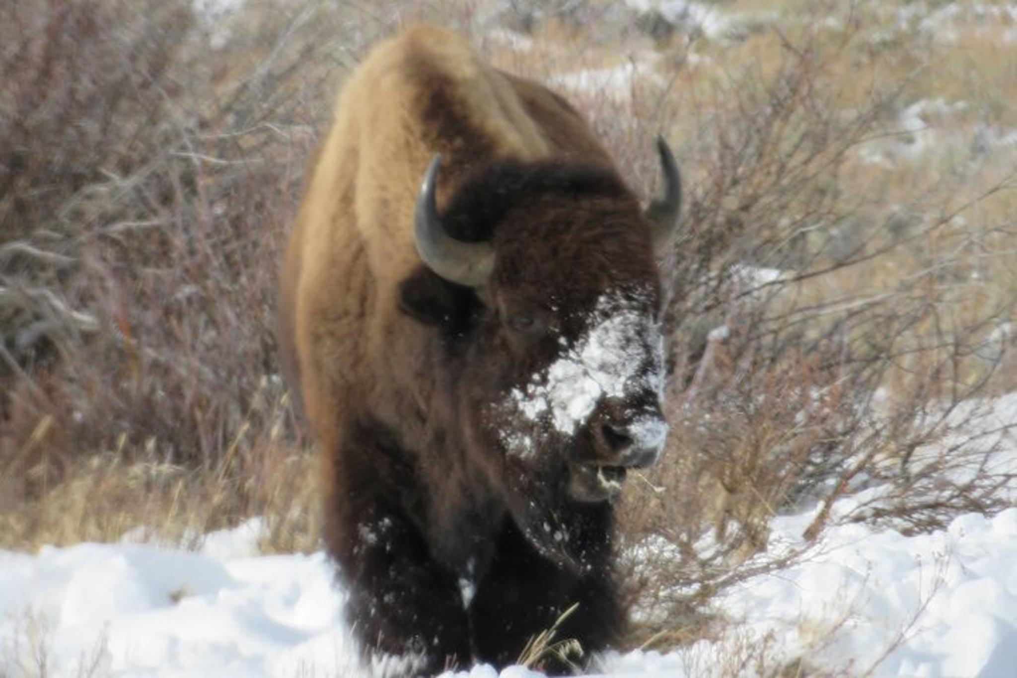 Jackson Hole Wildlife Tour in Grand Teton - 4 hr - Image 5
