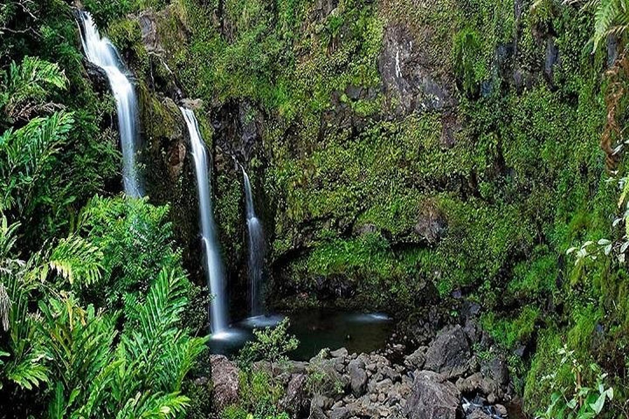 Maui Rainforest & Waterfall Experience - Image 2
