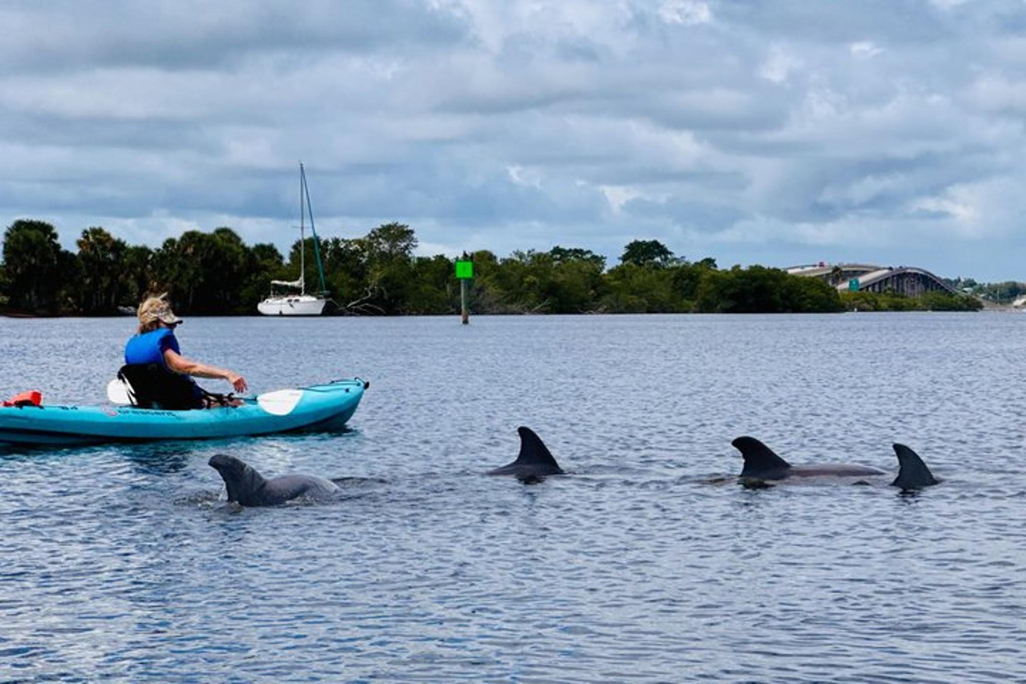 Daytona Beach Dolphin and Manatee Kayak Tour - Image 4