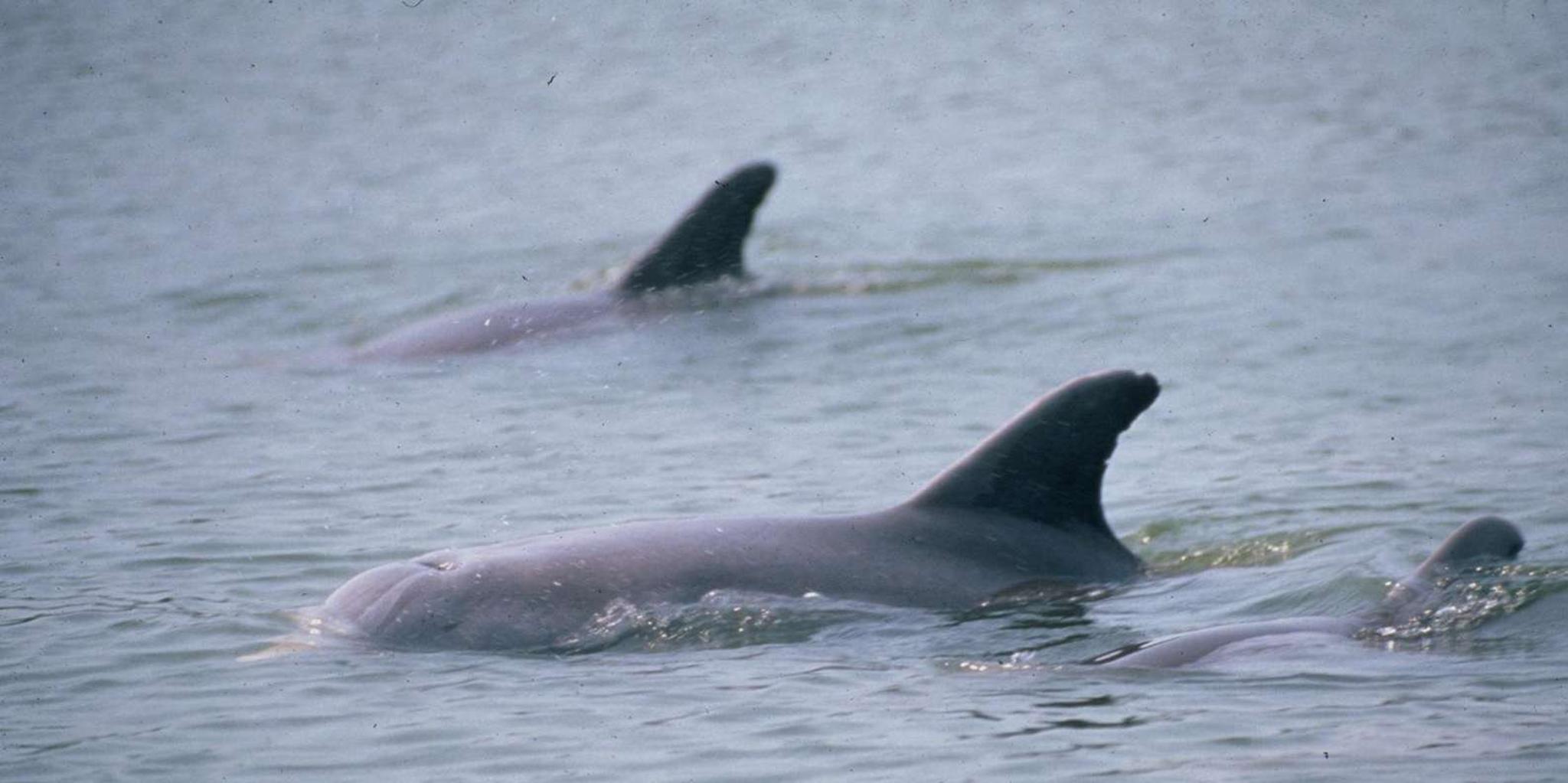 Ocala Clear Kayak or Paddleboard Manatee Adventure - Image 2