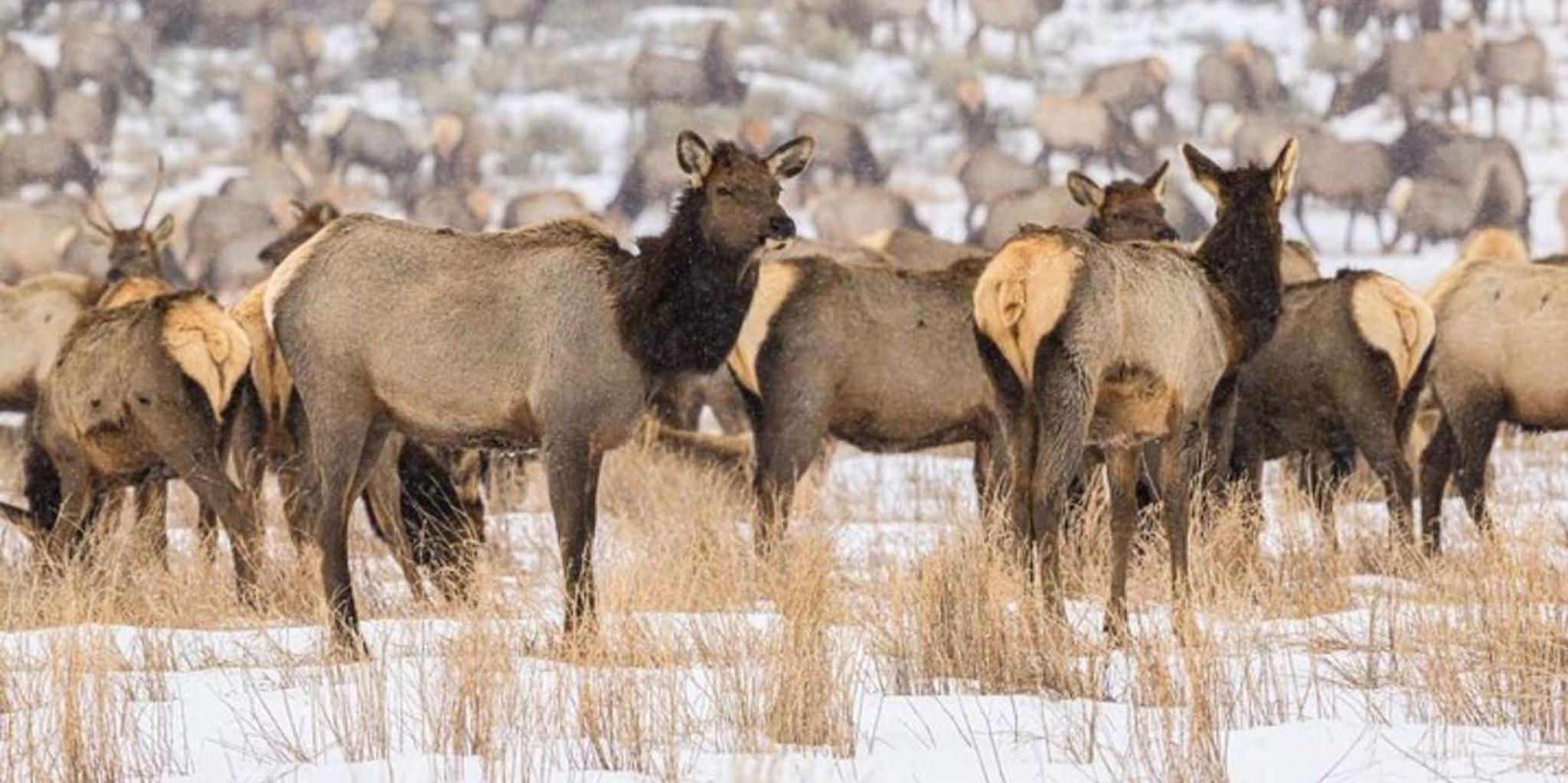 Grand Teton Wildlife Safari 1 hr - Image 6