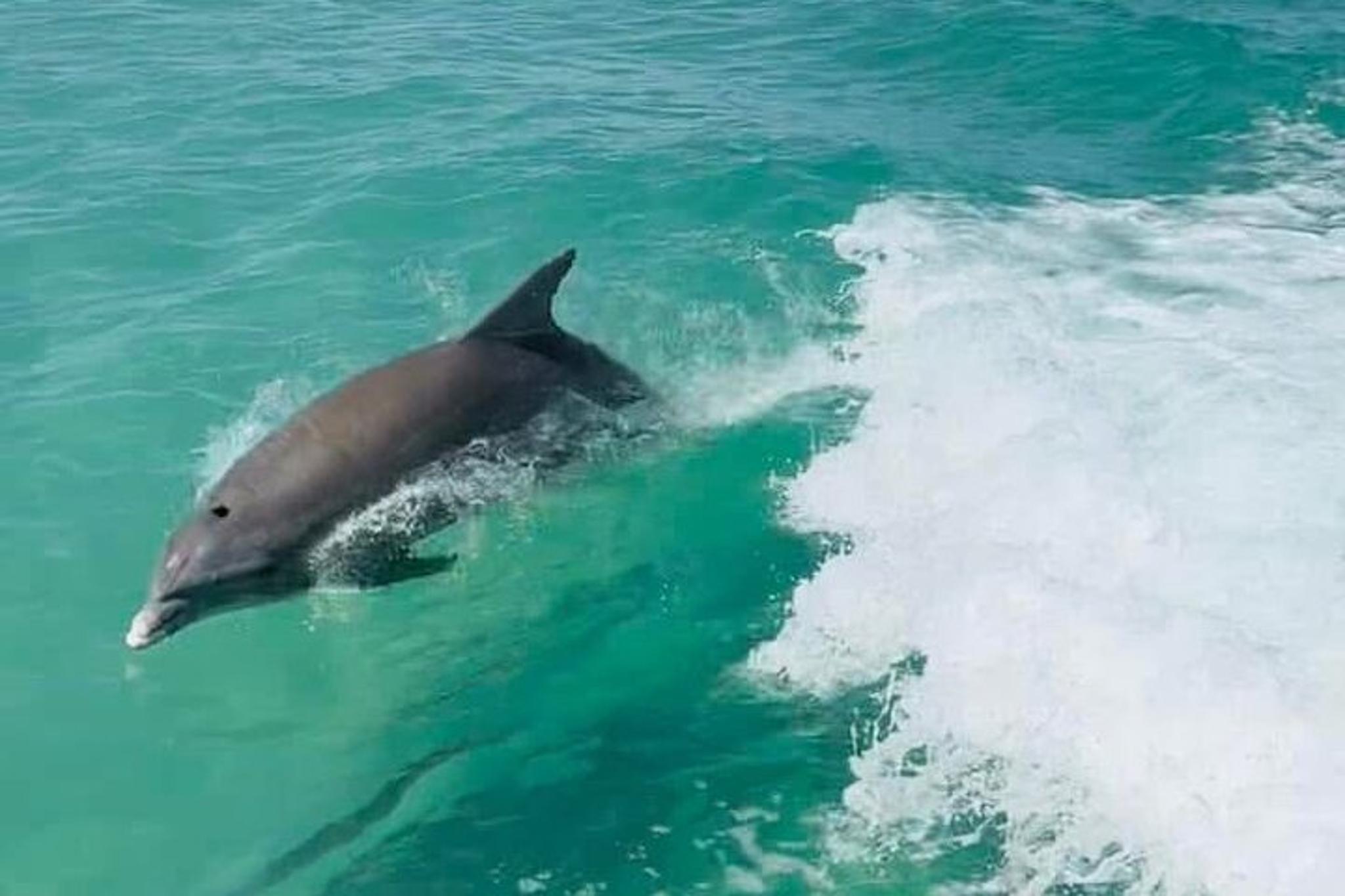 Anna Maria Island Private Boat Charter 3 hr