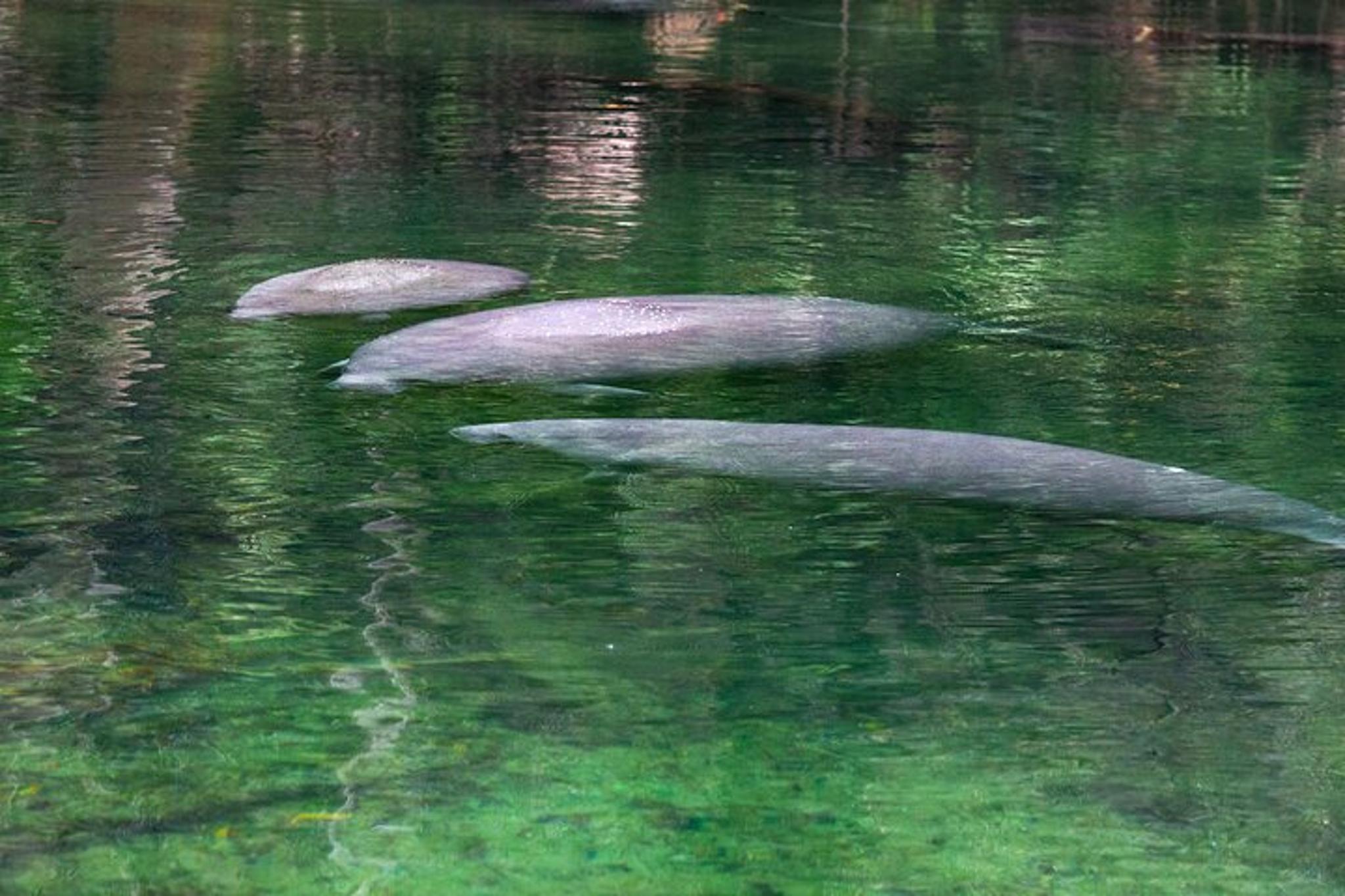 St. Johns River Cruise at Blue Spring State Park - Image 3