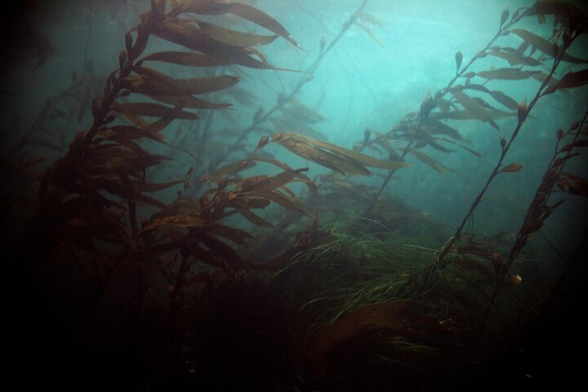 Sitka Snorkel Tour at Magic Island - Image 5