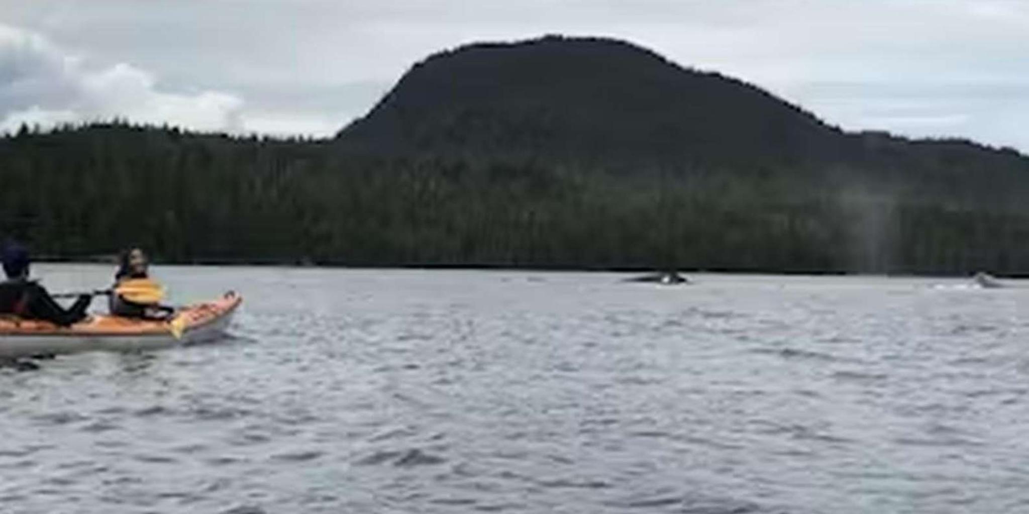 Ketchikan Kayak Eco-Tour - Image 5