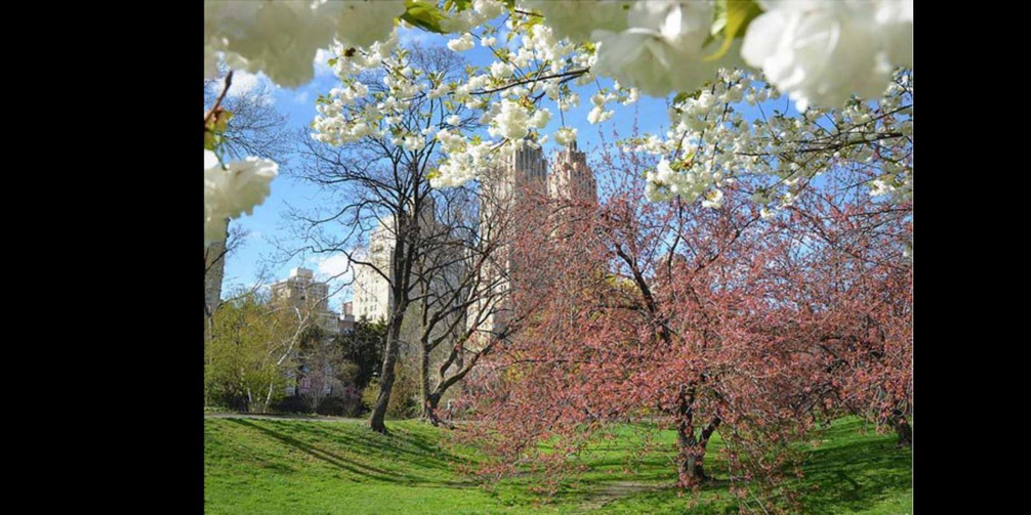 New York Central Park Rickshaw and Boat Tour - Image 4
